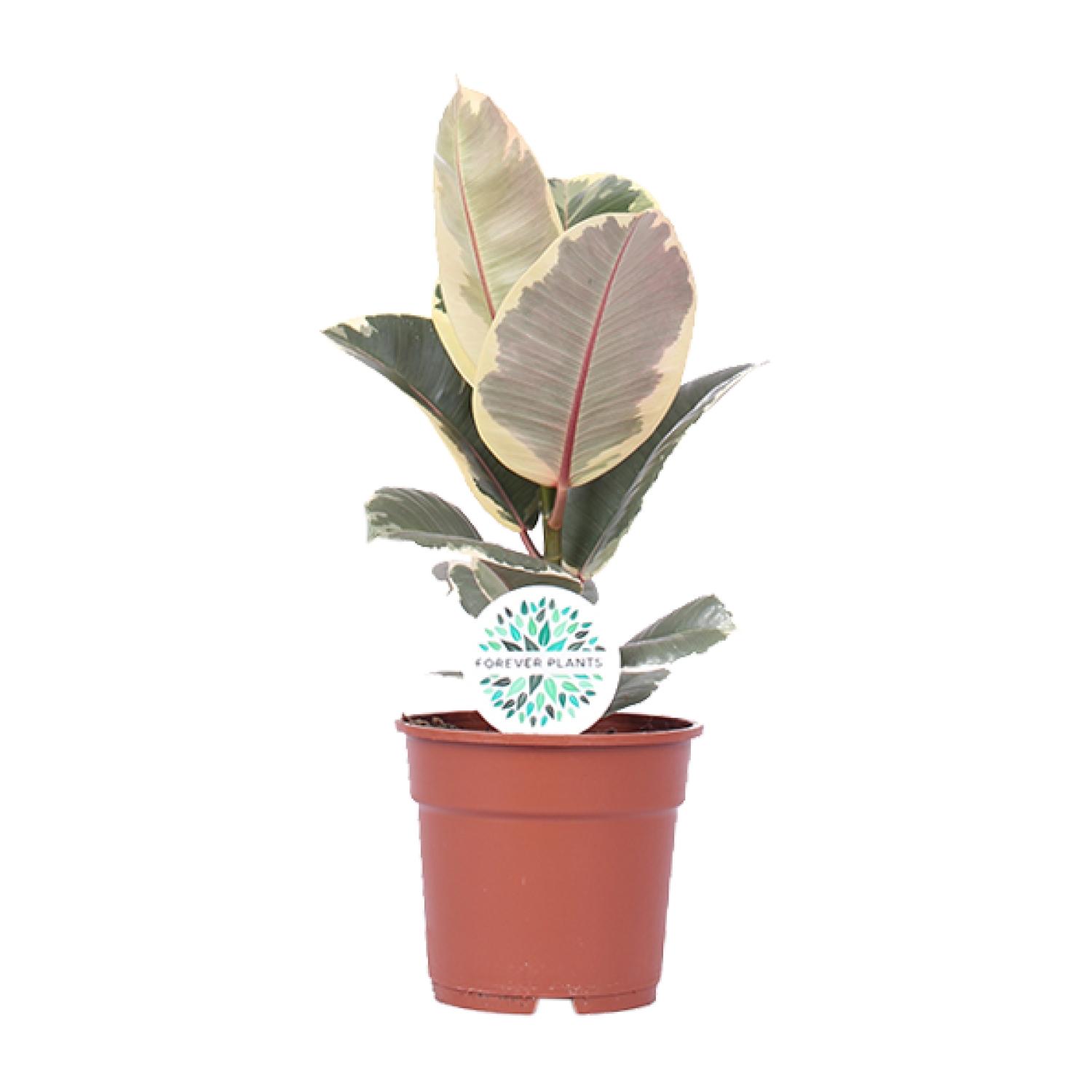 Ficus Elastica Tineke en pot Ø17cm  Hauteur 50cm. Plante verte type Ficus Elastica Tineke, livrée en pot, idéale pour intérieur lumineux.