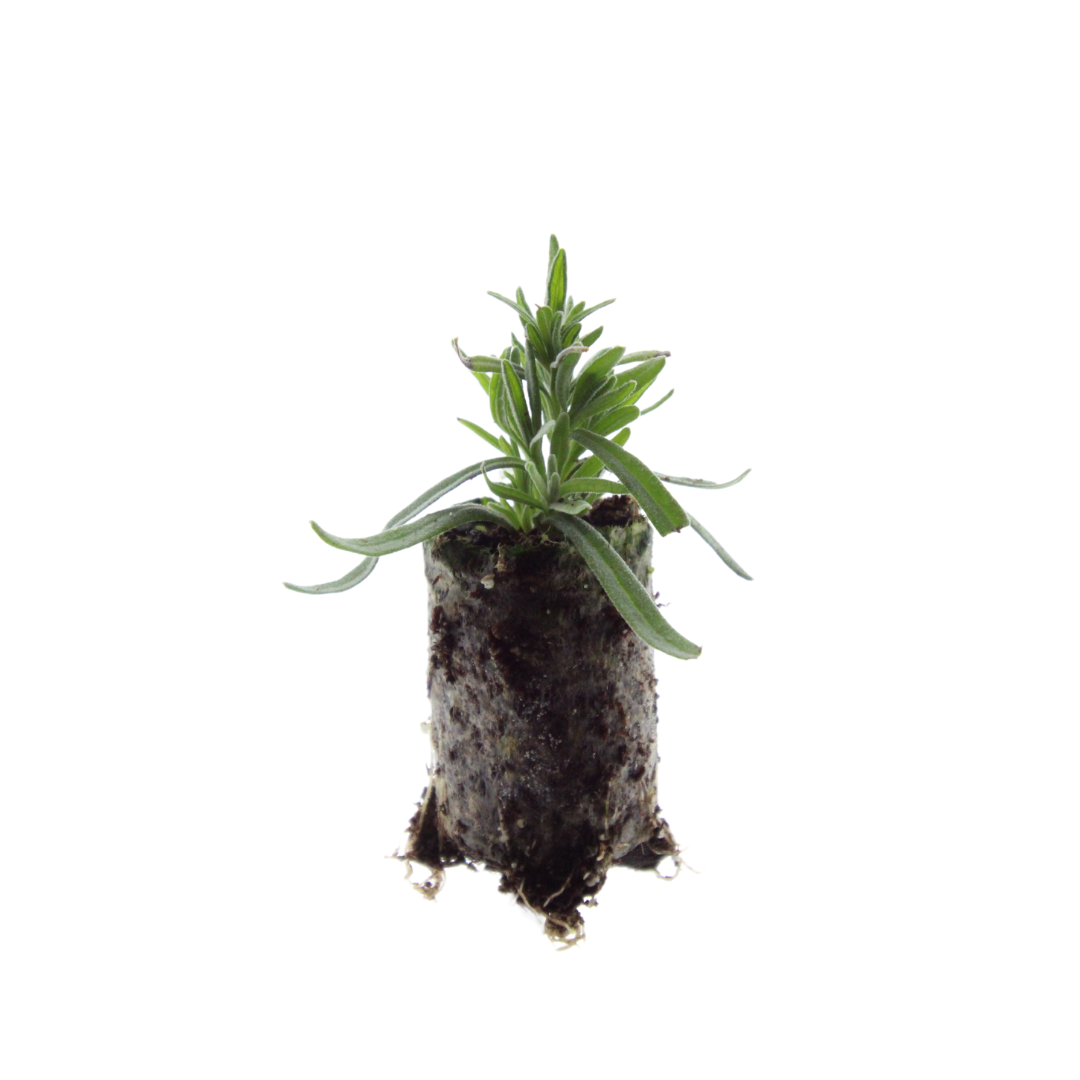 Lavandula 'Hidcote'  6 Pluggen | Kweek & Geniet van Prachtige Lavendel en pot. Plante verte type Lavandula 'Hidcote'  6 Pluggen | Kweek & Geniet van Prachtige Lavendel, livrée en pot, idéale pour intérieur lumineux. – Image 3