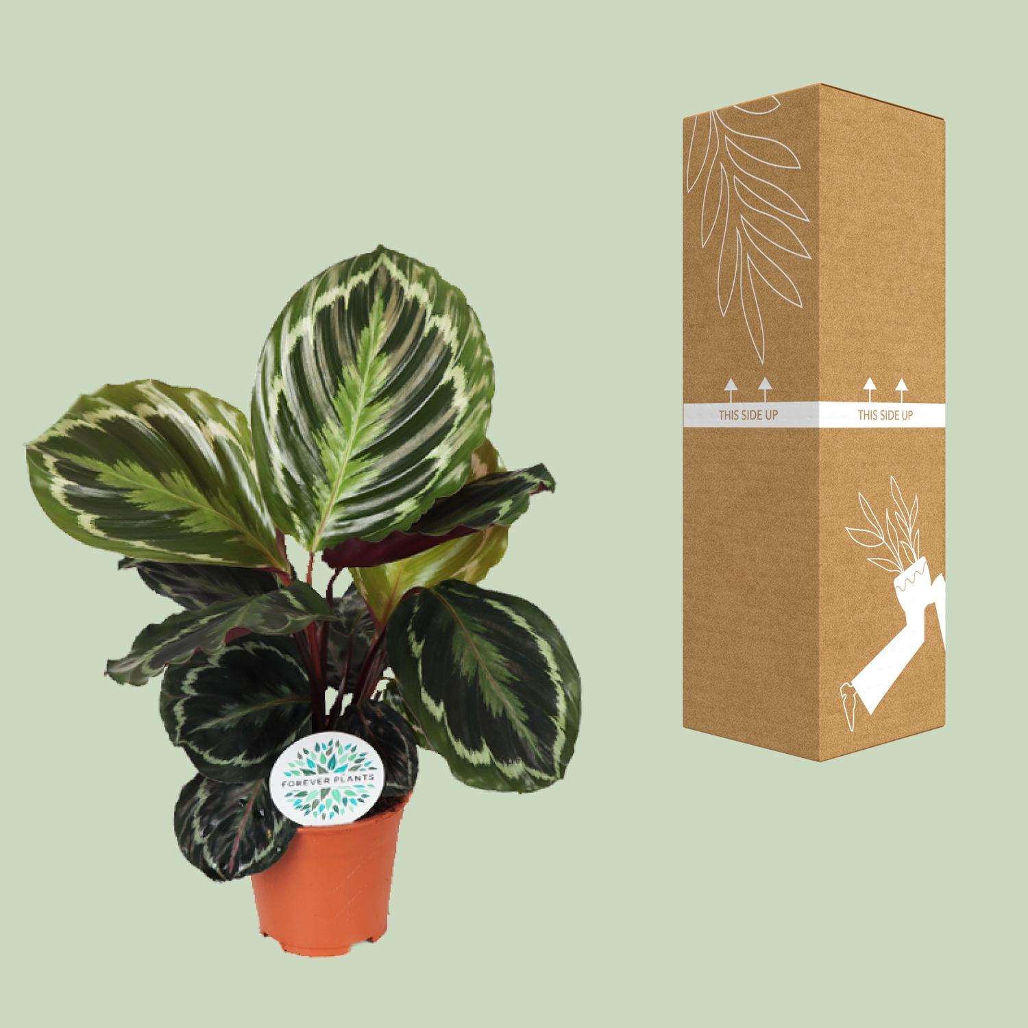 Calathea Medallion en pot Ø14cm  Hauteur 45cm. Plante verte type Calathea Medallion, livrée en pot, idéale pour intérieur lumineux. – Image 3