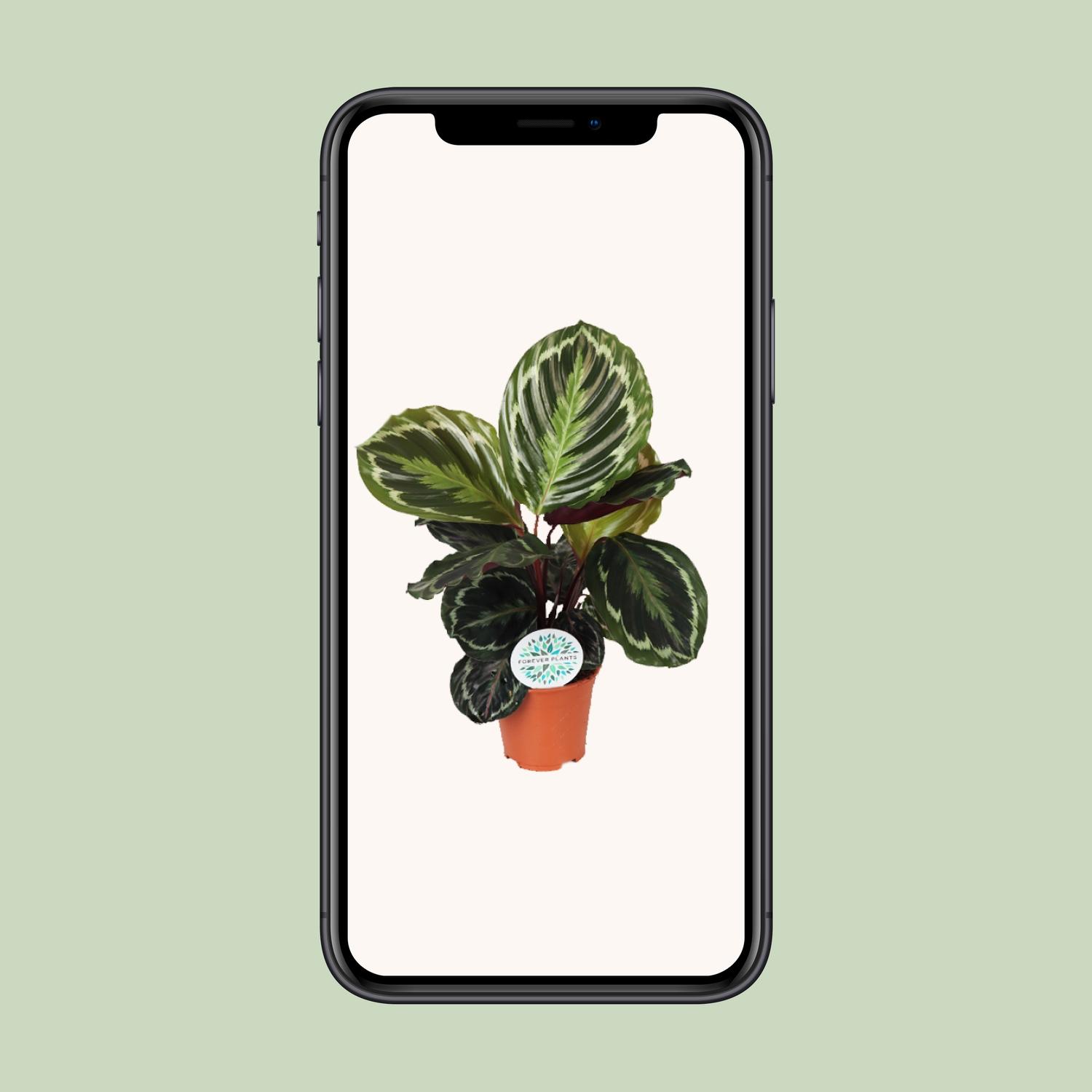 Calathea Medallion en pot Ø14cm  Hauteur 45cm. Plante verte type Calathea Medallion, livrée en pot, idéale pour intérieur lumineux. – Image 4
