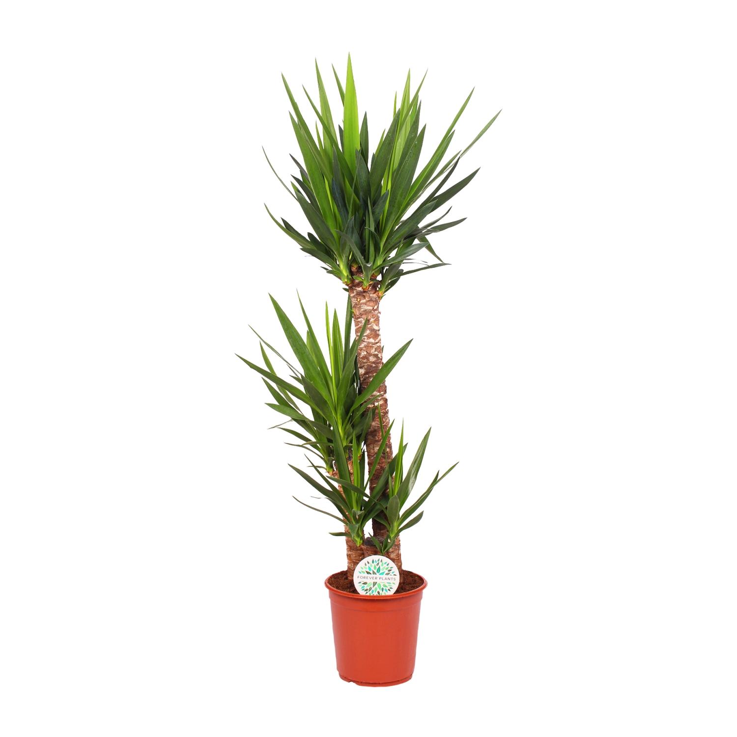 Yucca Elephantipes en pot Ø24cm  Hauteur 125cm. Plante verte type Yucca Elephantipes, livrée en pot, idéale pour intérieur lumineux.