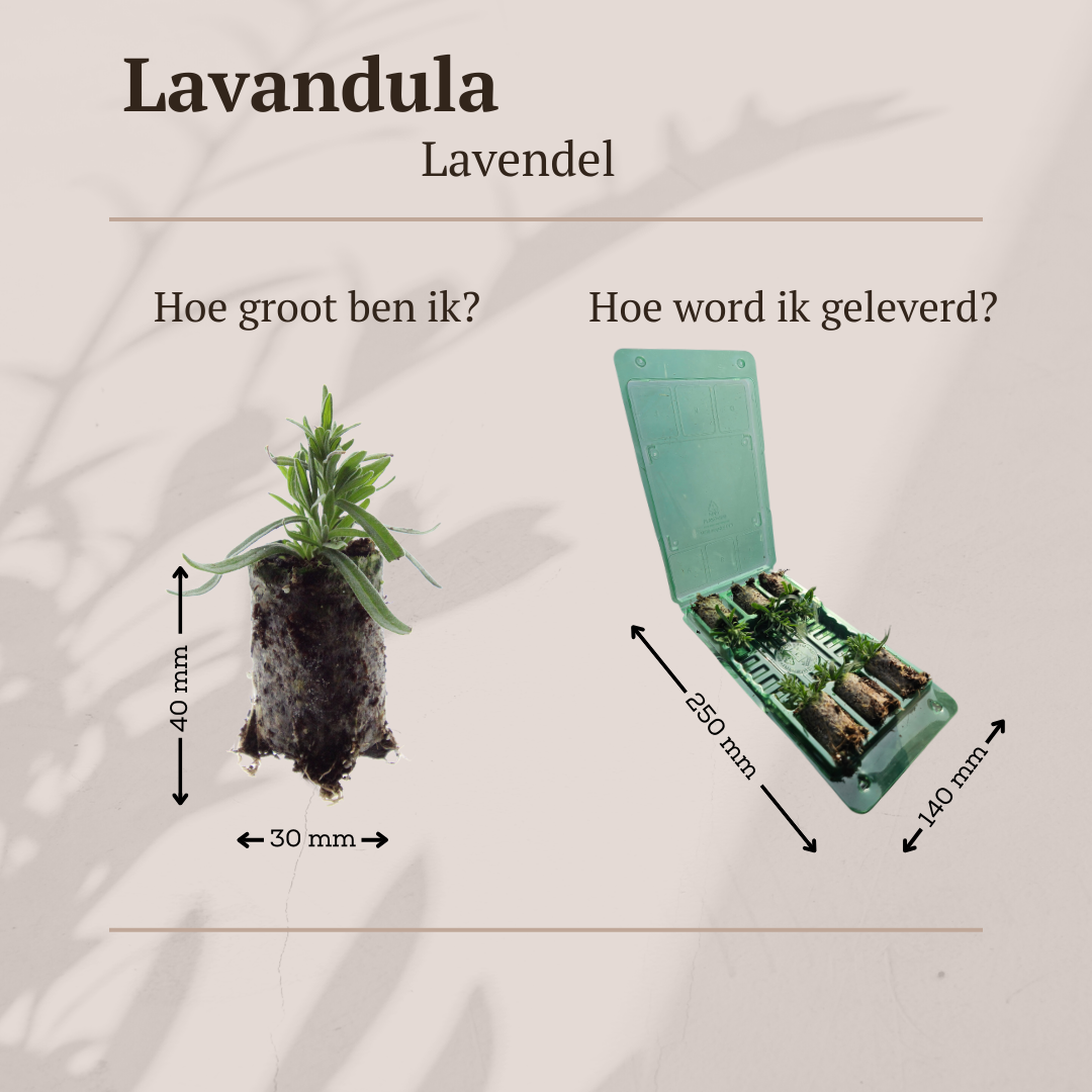 Lavandula 'Hidcote'  6 Pluggen | Kweek & Geniet van Prachtige Lavendel en pot. Plante verte type Lavandula 'Hidcote'  6 Pluggen | Kweek & Geniet van Prachtige Lavendel, livrée en pot, idéale pour intérieur lumineux. – Image 4