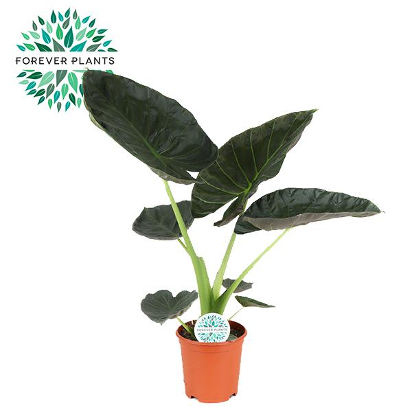 Alocasia Regal Shield en pot Ø21cm  Hauteur 90cm. Plante verte type Alocasia Regal Shield, livrée en pot, idéale pour intérieur lumineux.