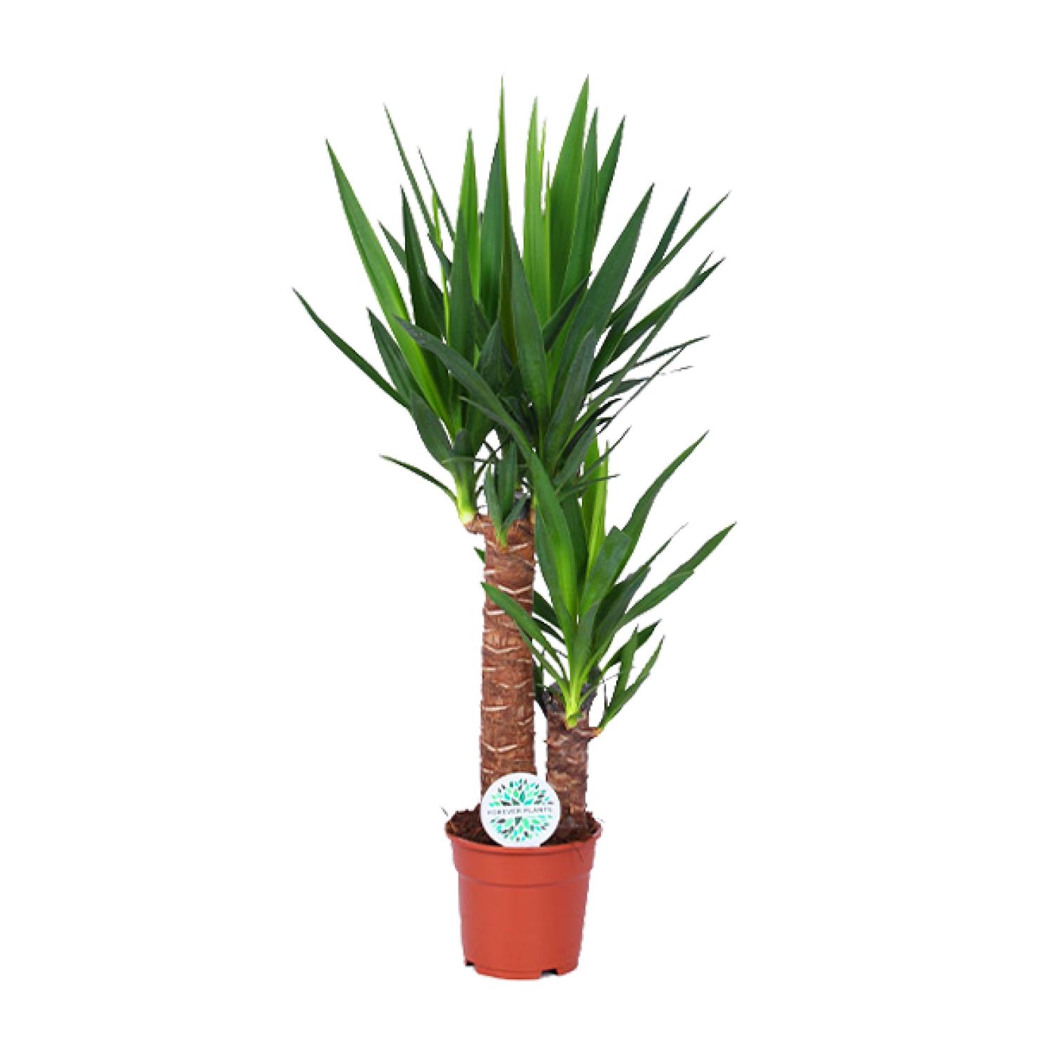 Yucca en pot Ø17cm  Hauteur 80cm. Plante verte type Yucca, livrée en pot, idéale pour intérieur lumineux.