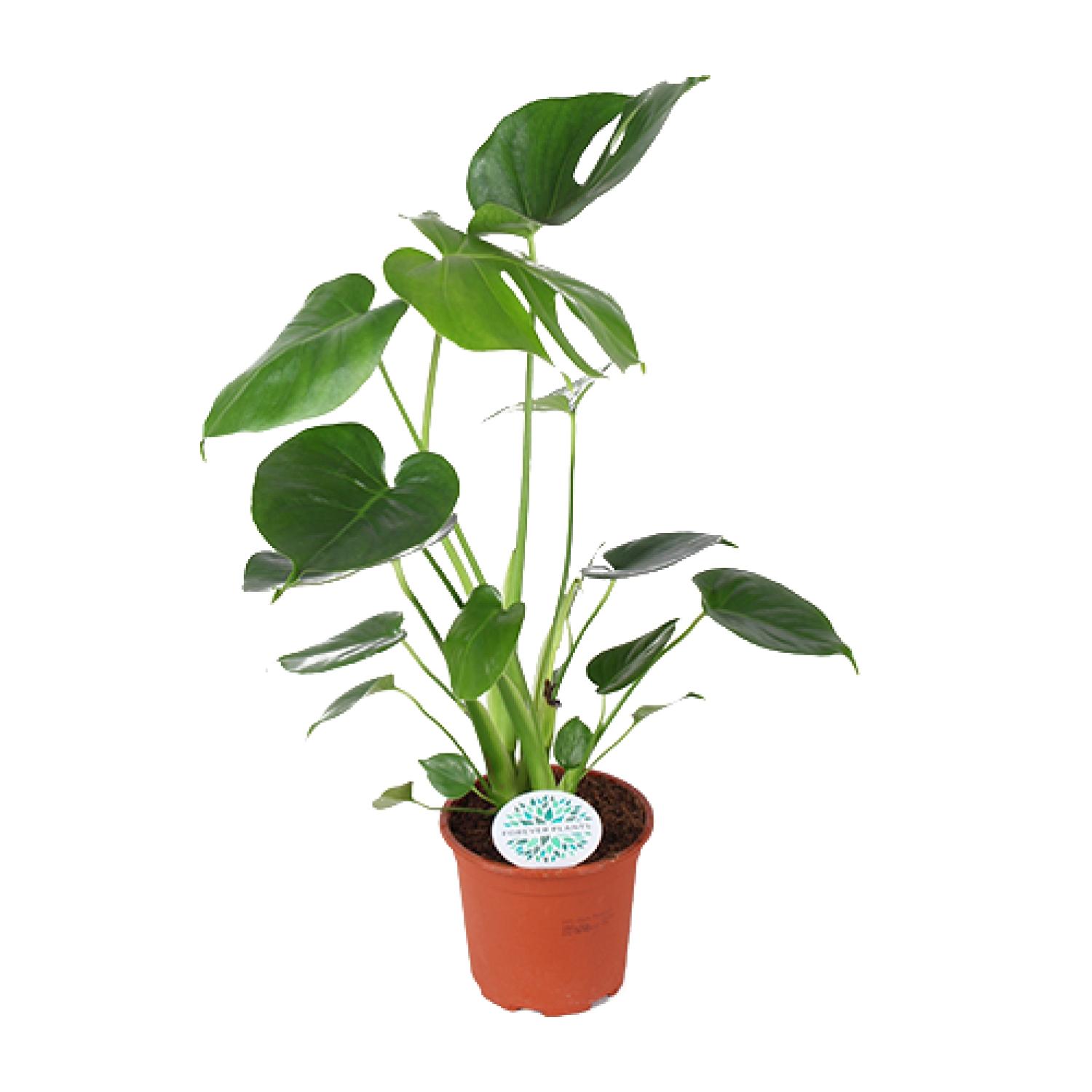 Monstera Deliciosa en pot Ø14cm  Hauteur 45cm. Plante verte type Monstera Deliciosa, livrée en pot, idéale pour intérieur lumineux.