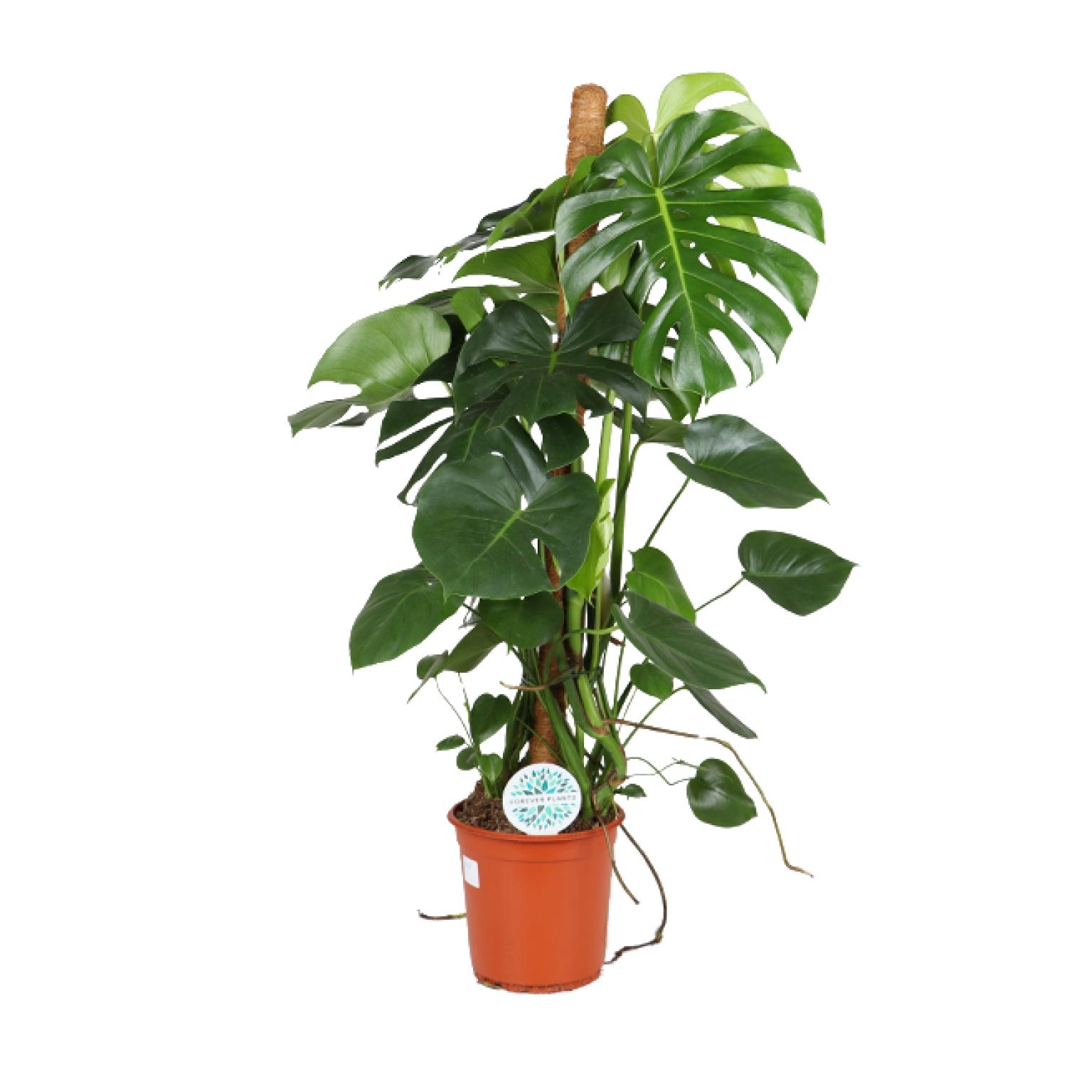 Monstera Deliciosa en pot Ø24cm  Hauteur 105cm. Plante verte type Monstera Deliciosa, livrée en pot, idéale pour intérieur lumineux.