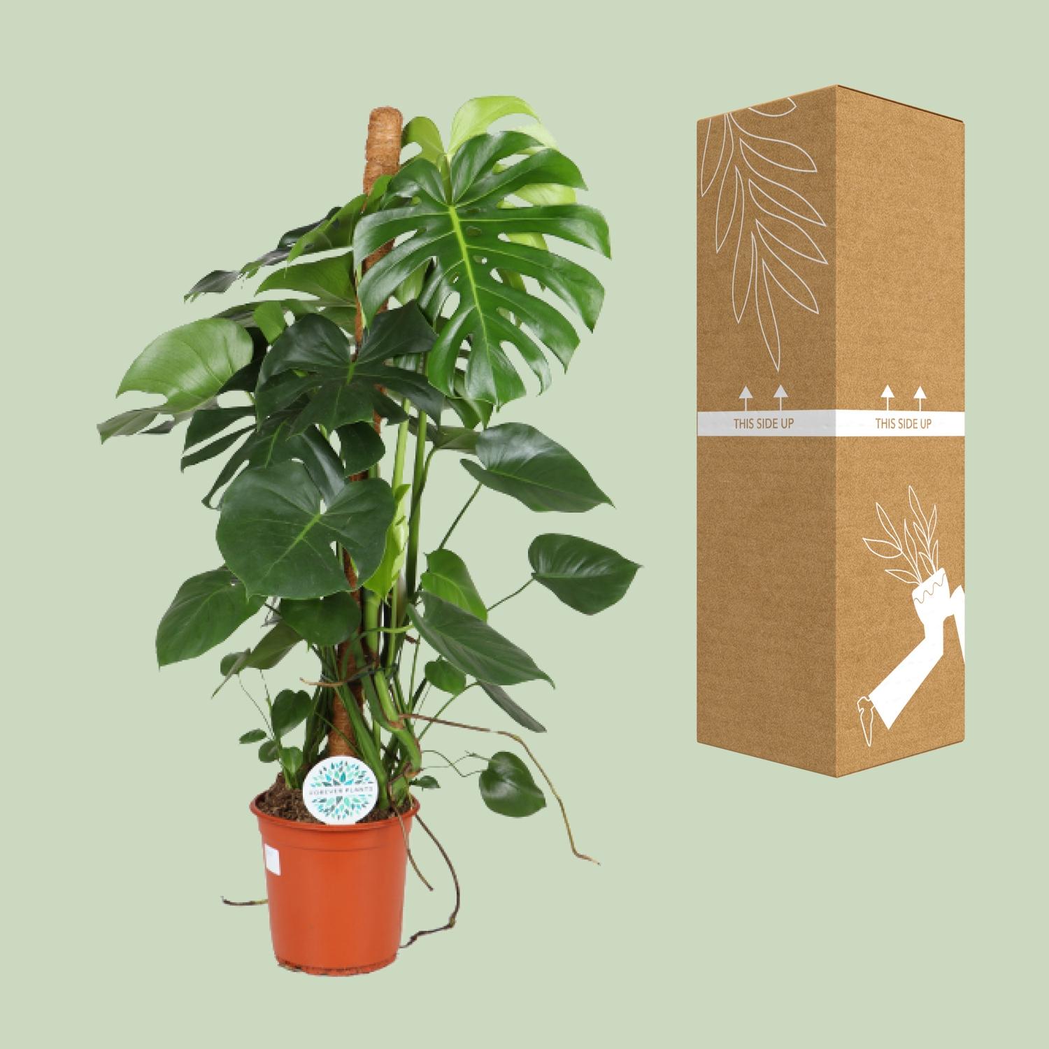 Monstera Deliciosa en pot Ø24cm  Hauteur 105cm. Plante verte type Monstera Deliciosa, livrée en pot, idéale pour intérieur lumineux. – Image 2