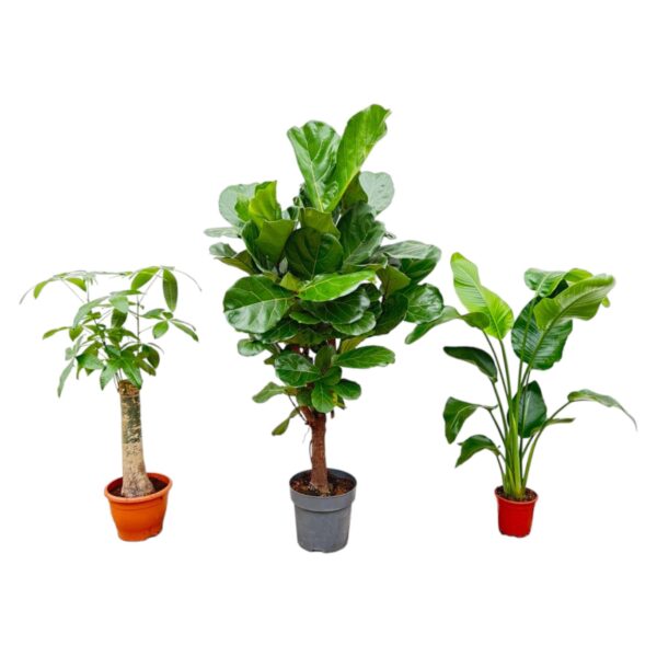 Combi deal en pot. Plante verte type Combi deal, livrée en pot, idéale pour intérieur lumineux.