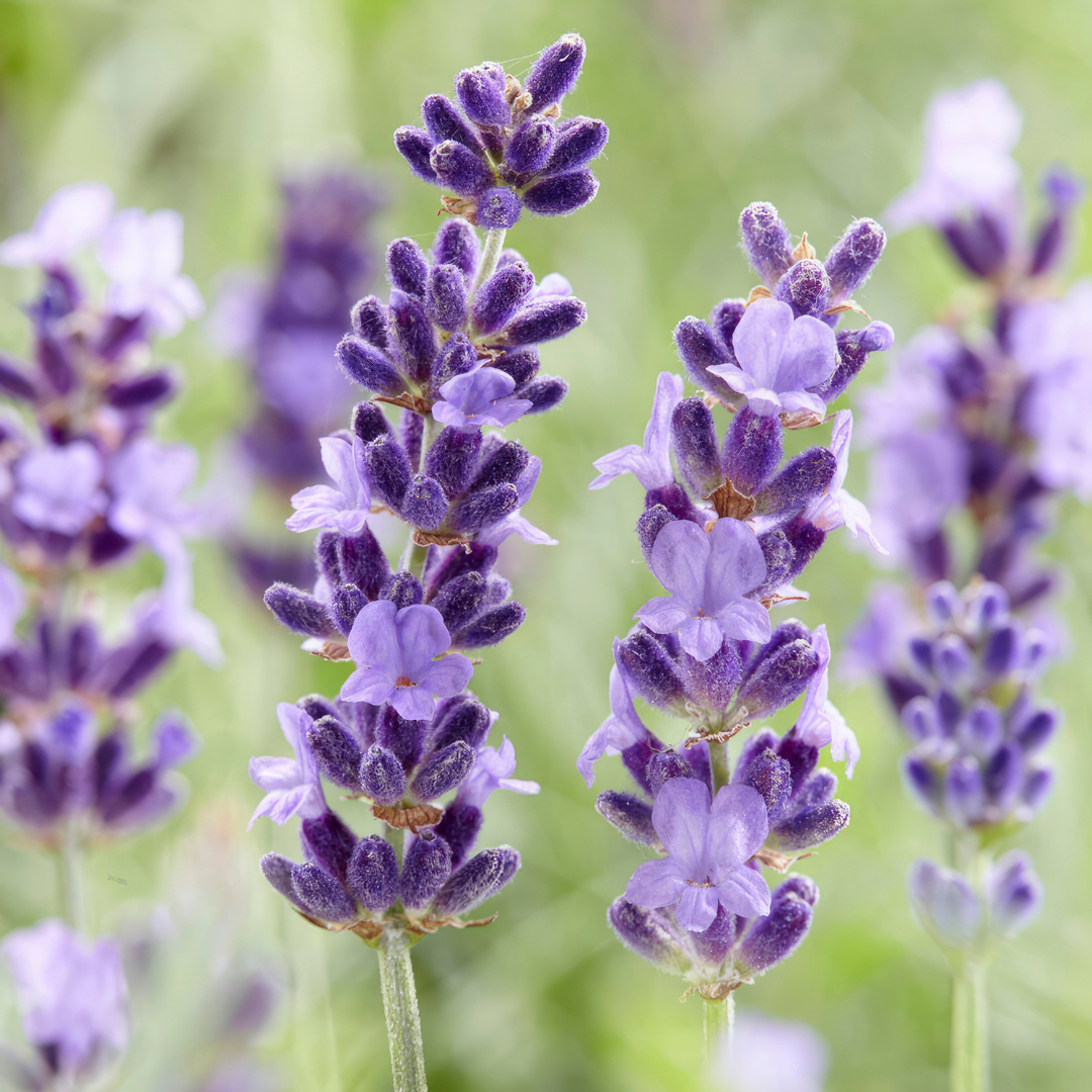 Lavandula 'Hidcote'  6 Pluggen | Kweek & Geniet van Prachtige Lavendel en pot. Plante verte type Lavandula 'Hidcote'  6 Pluggen | Kweek & Geniet van Prachtige Lavendel, livrée en pot, idéale pour intérieur lumineux. – Image 6
