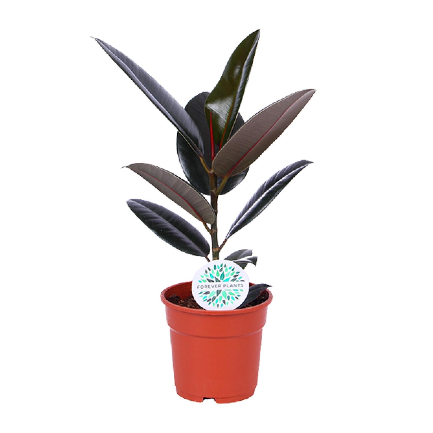 Ficus Elastica Abidjan en pot Ø17cm  Hauteur 55cm. Plante verte type Ficus Elastica Abidjan, livrée en pot, idéale pour intérieur lumineux.