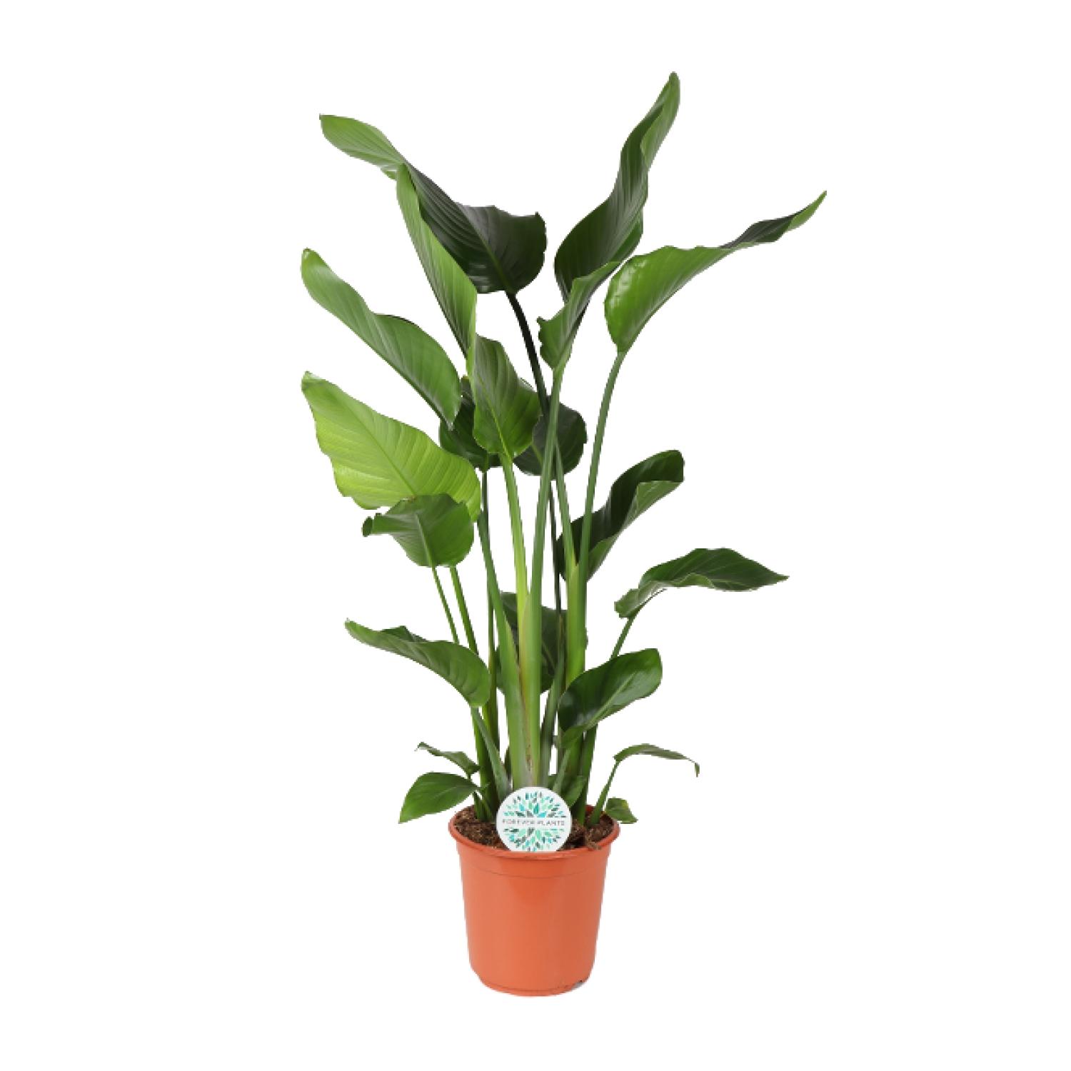 Strelitzia Nicolai en pot Ø24cm  Hauteur 110cm. Plante verte type Strelitzia Nicolai, livrée en pot, idéale pour intérieur lumineux.