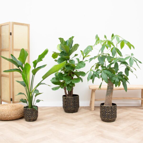 Combi deal en pot. Plante verte type Combi deal, livrée en pot, idéale pour intérieur lumineux. – Image 2