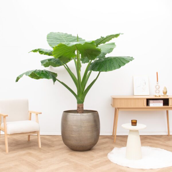 Alocasia Portodora enkele stam en pot. Plante verte type Alocasia Portodora enkele stam, livrée en pot, idéale pour intérieur lumineux.