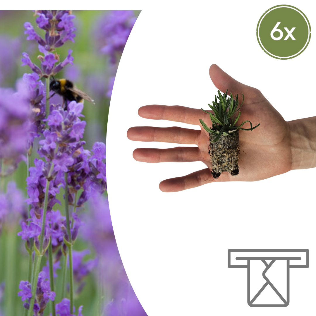 Lavandula 'Munstead'  6 Pluggen | Kweek & Geniet van Geurende Lavendel en pot. Plante verte type Lavandula 'Munstead'  6 Pluggen | Kweek & Geniet van Geurende Lavendel, livrée en pot, idéale pour intérieur lumineux.