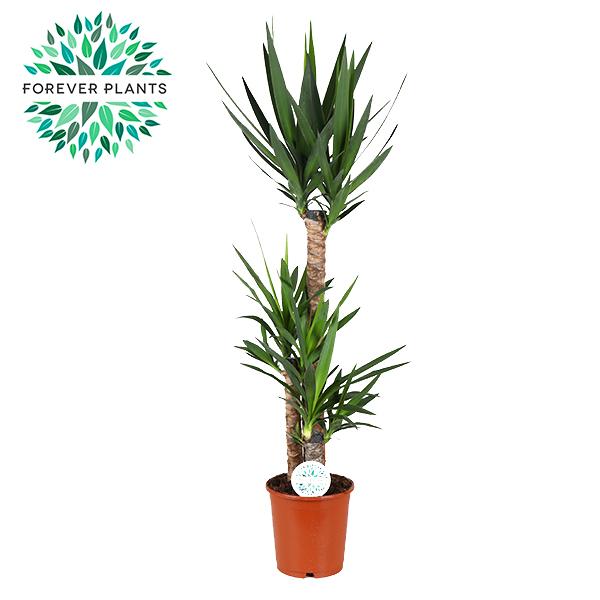 Yucca en pot Ø24cm  Hauteur 125cm. Plante verte type Yucca, livrée en pot, idéale pour intérieur lumineux.