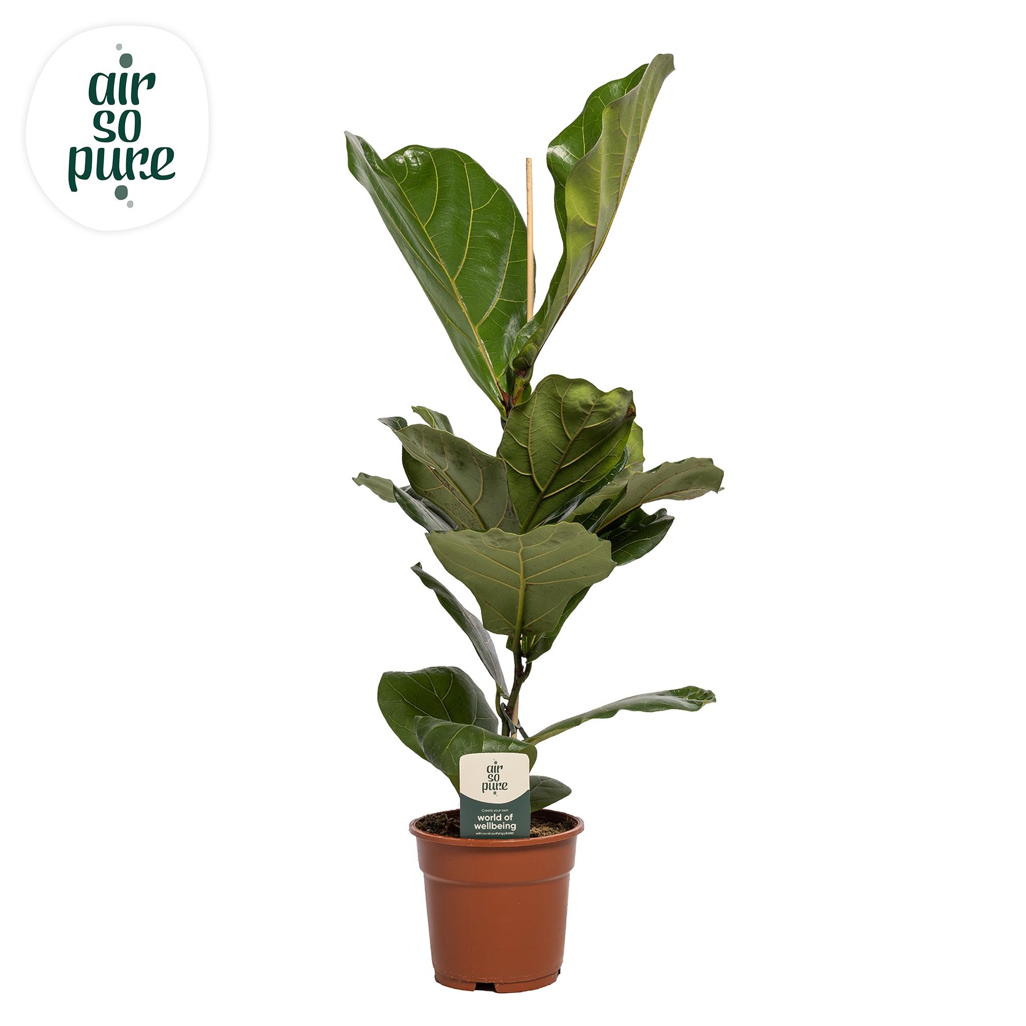 Ficus Lyrata en pot Ø17cm  Hauteur 60cm. Plante verte type Ficus Lyrata, livrée en pot, idéale pour intérieur lumineux.
