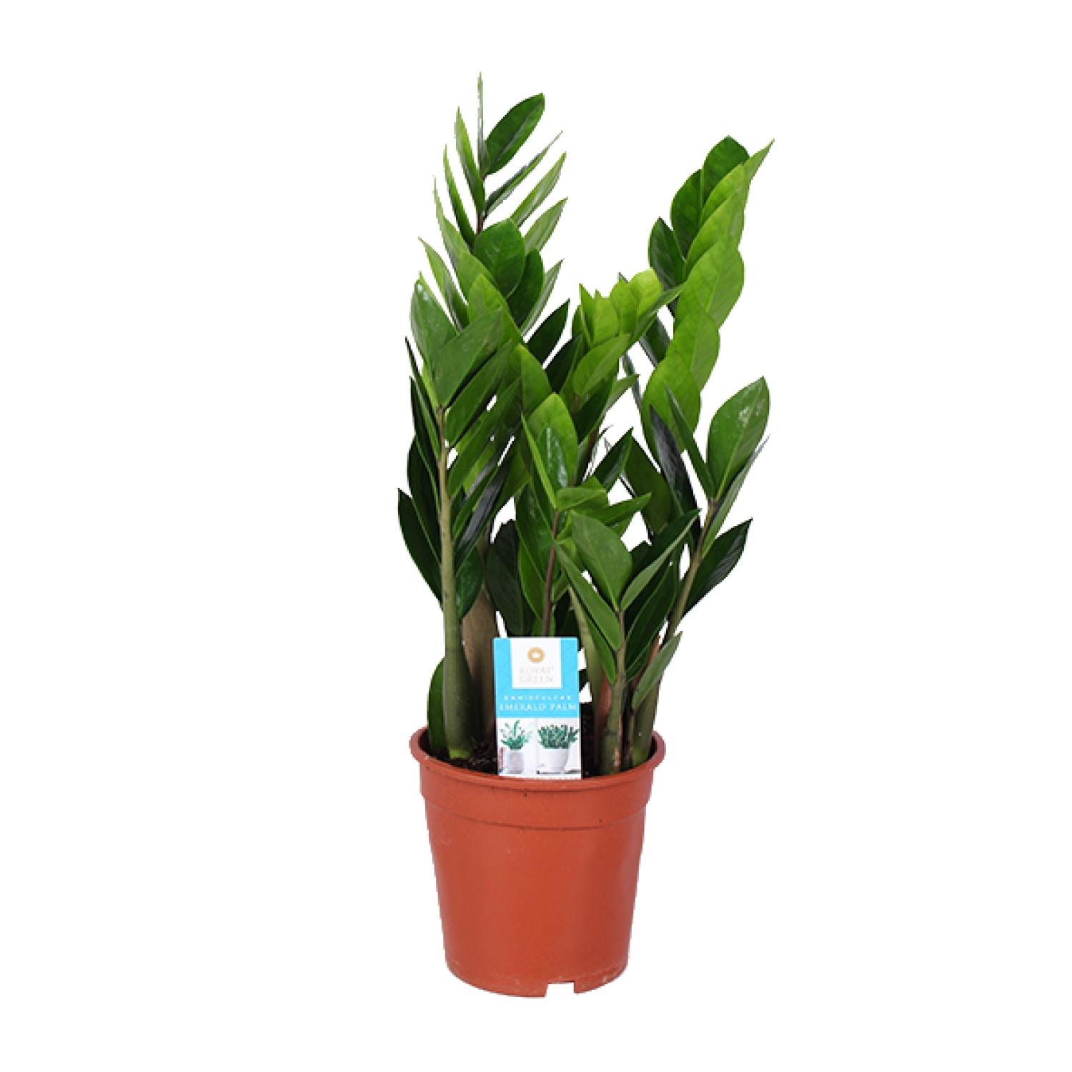 Zamioculcas Zamiifolia en pot Ø17cm  Hauteur 60cm. Plante verte type Zamioculcas Zamiifolia, livrée en pot, idéale pour intérieur lumineux.