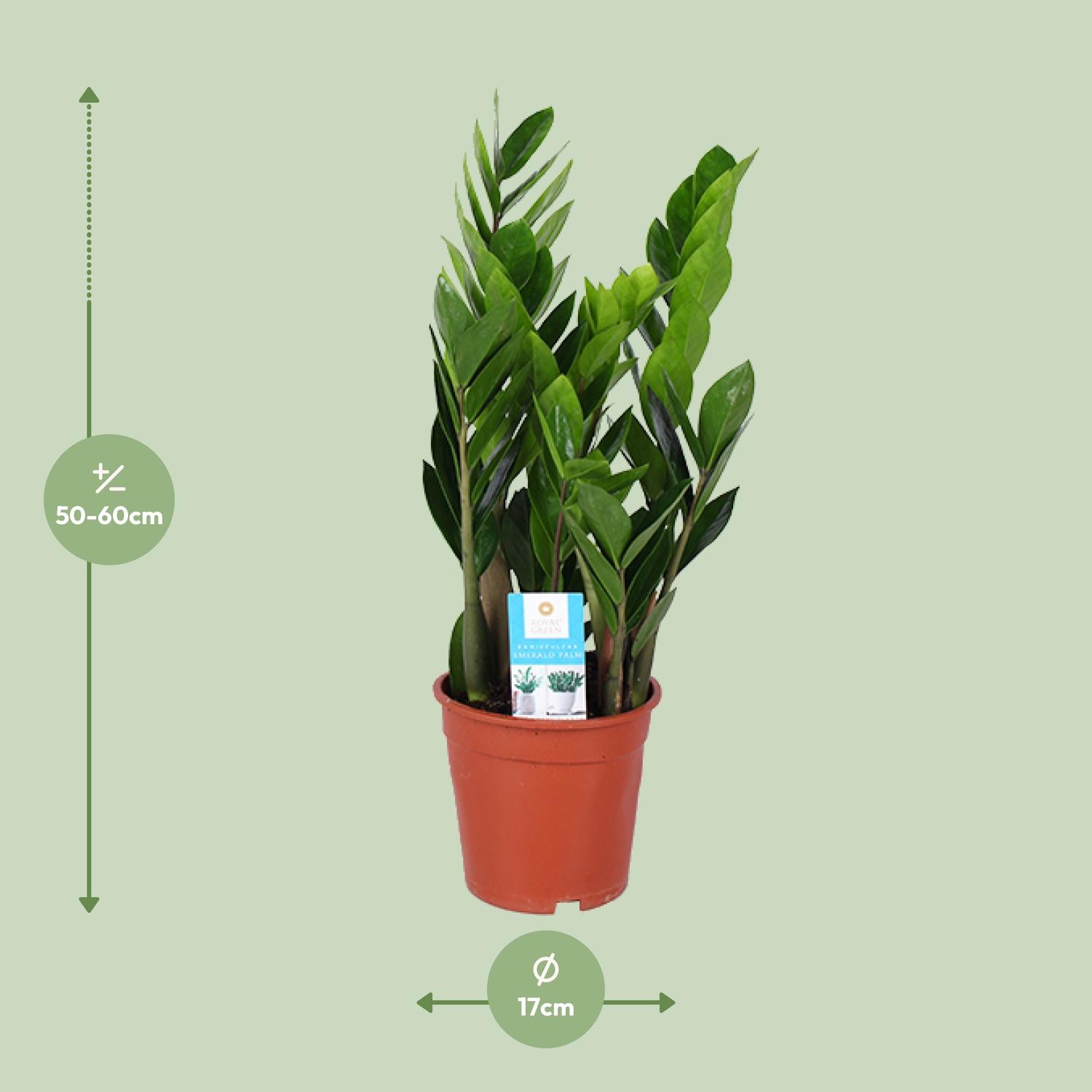 Zamioculcas Zamiifolia en pot Ø17cm  Hauteur 60cm. Plante verte type Zamioculcas Zamiifolia, livrée en pot, idéale pour intérieur lumineux. – Image 2