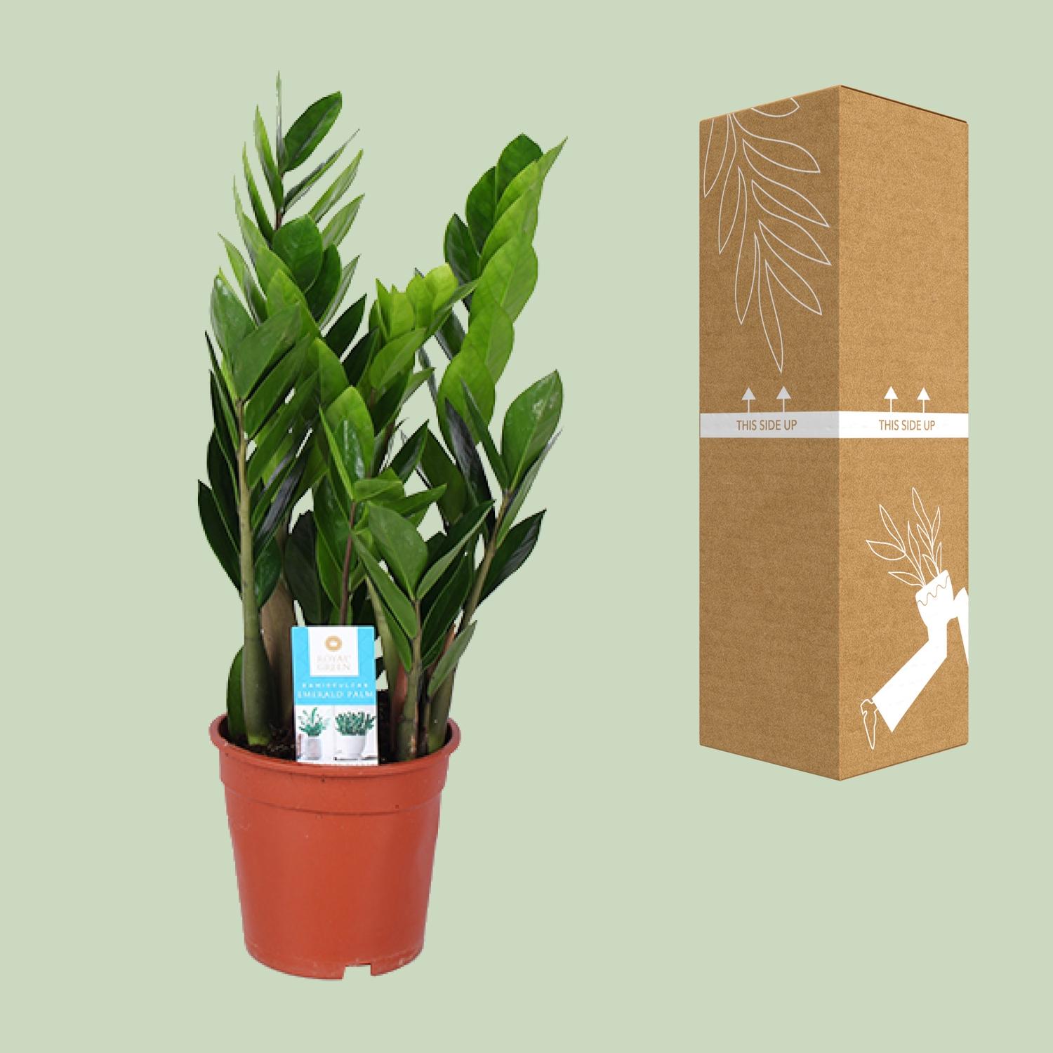 Zamioculcas Zamiifolia en pot Ø17cm  Hauteur 60cm. Plante verte type Zamioculcas Zamiifolia, livrée en pot, idéale pour intérieur lumineux. – Image 3