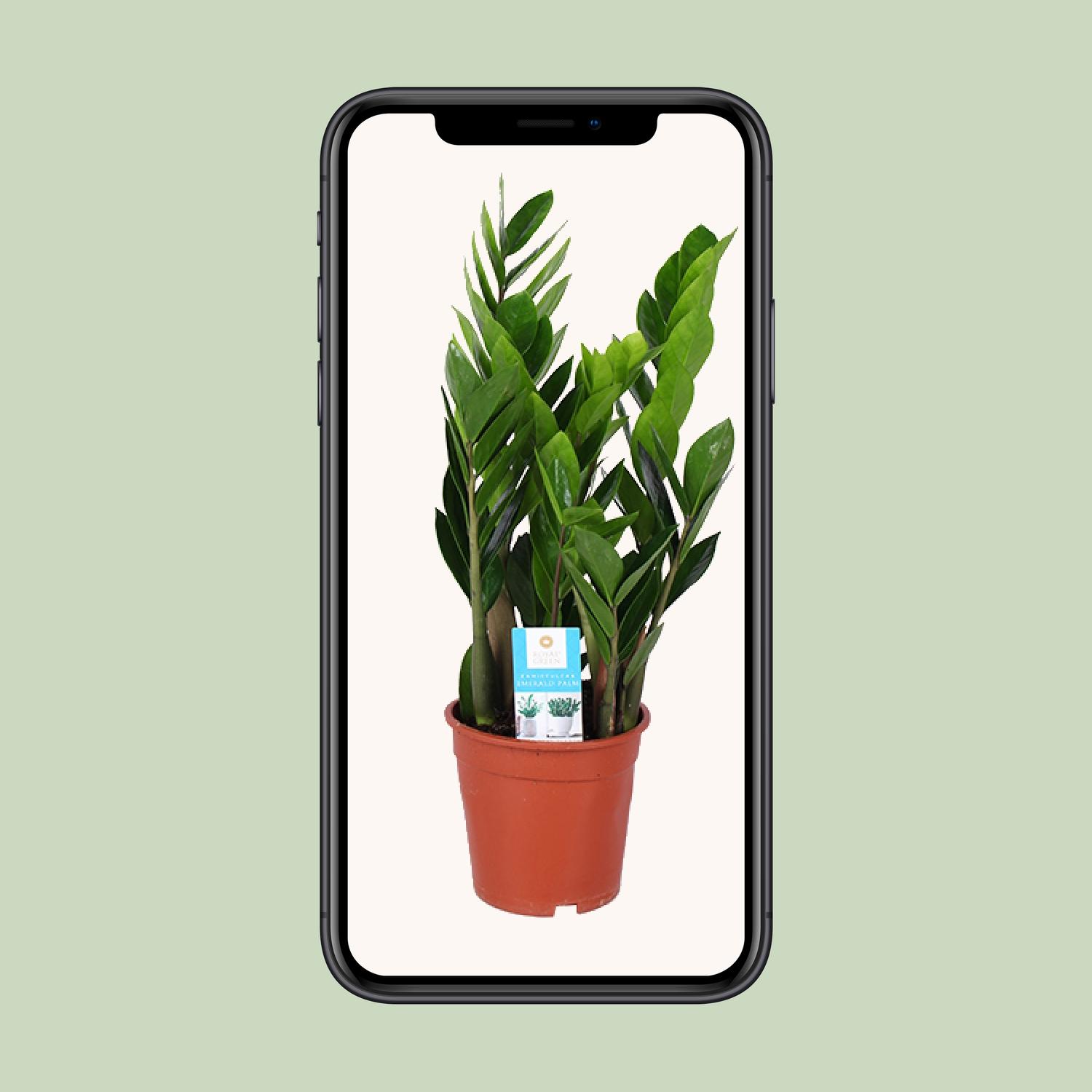 Zamioculcas Zamiifolia en pot Ø17cm  Hauteur 60cm. Plante verte type Zamioculcas Zamiifolia, livrée en pot, idéale pour intérieur lumineux. – Image 4