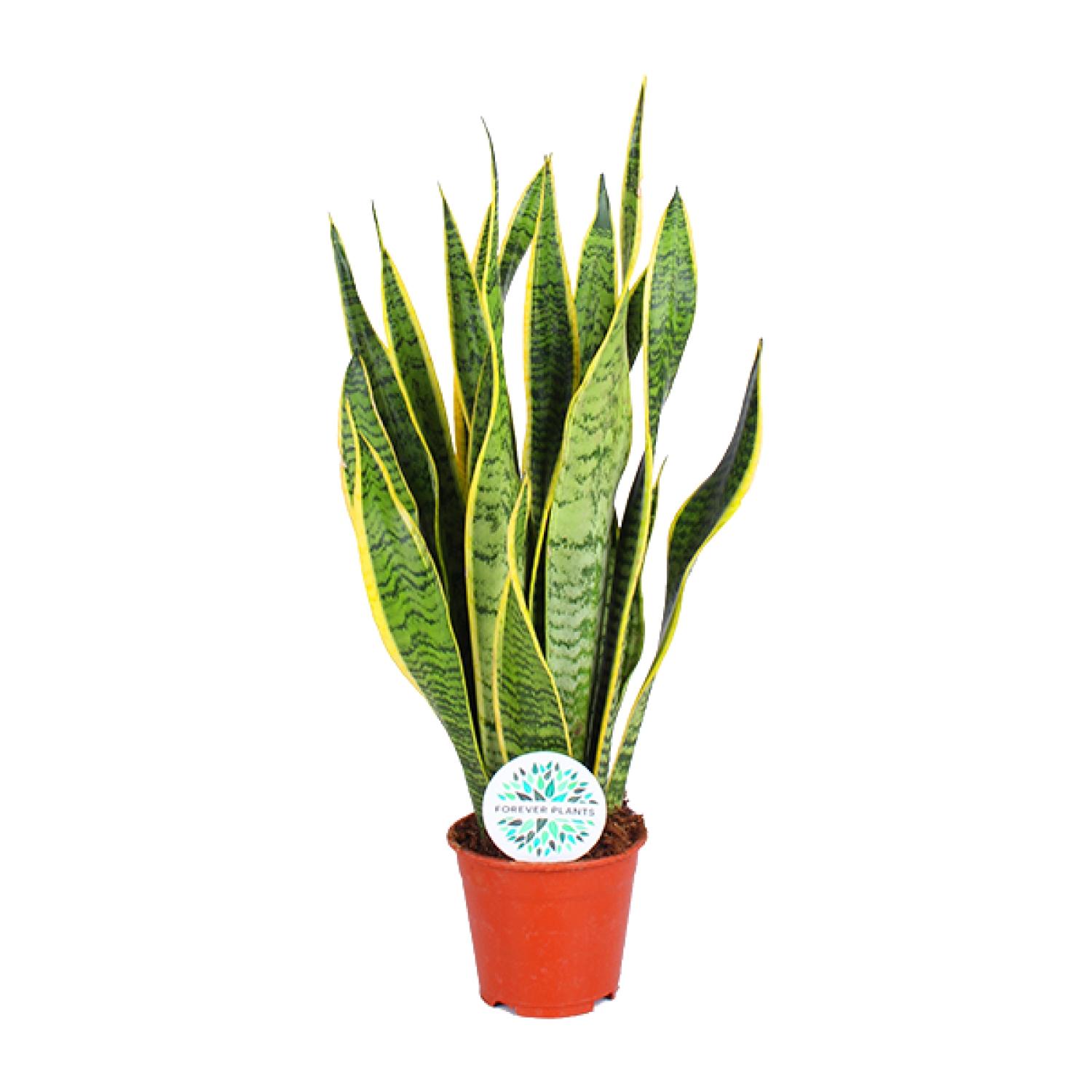 Sansevieria Trifasciata Laurentii en pot Ø14cm  Hauteur 50cm. Plante verte type Sansevieria Trifasciata Laurentii, livrée en pot, idéale pour intérieur lumineux.