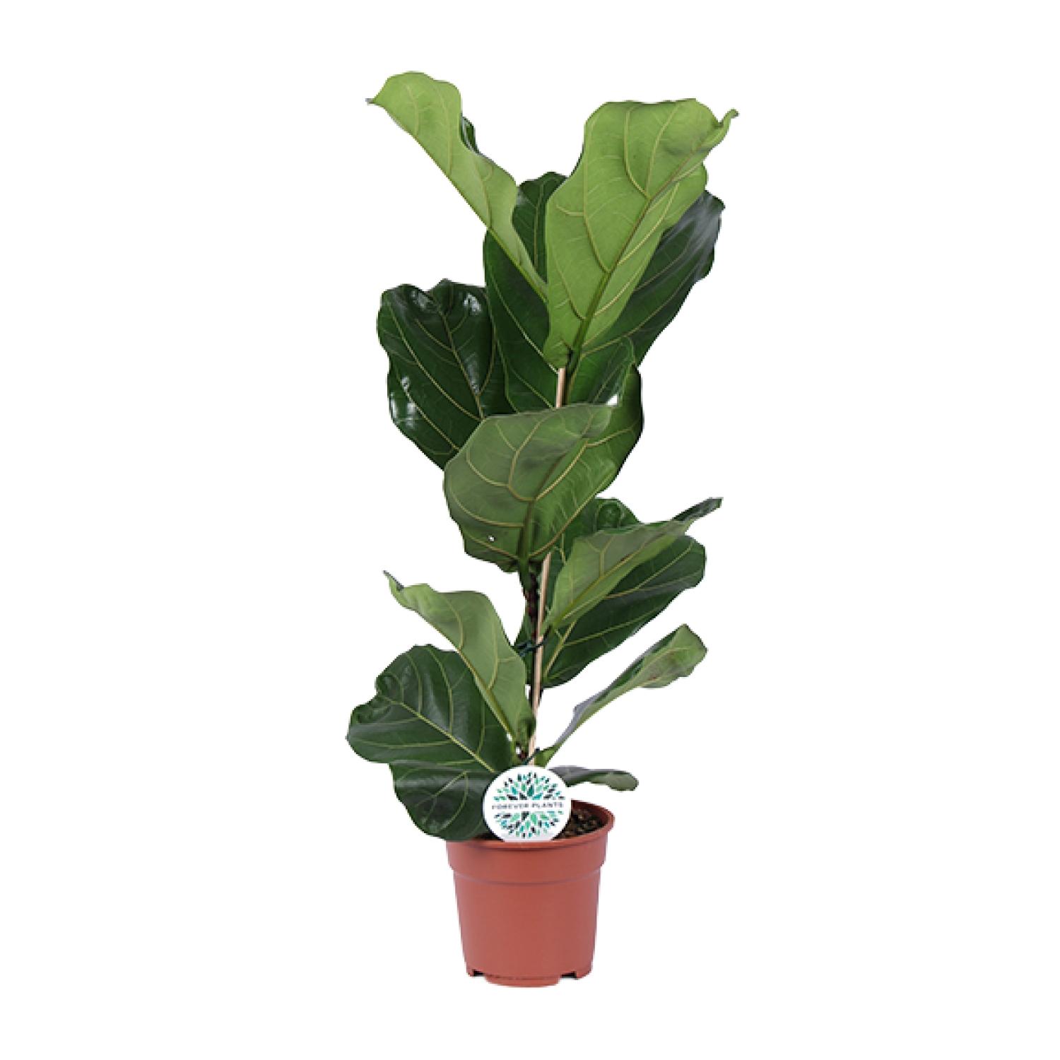 Ficus Lyrata en pot Ø17cm  Hauteur 60cm. Plante verte type Ficus Lyrata, livrée en pot, idéale pour intérieur lumineux.