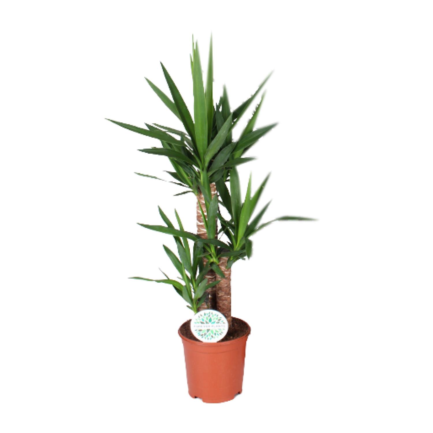 Yucca en pot Ø21cm  Hauteur 90cm. Plante verte type Yucca, livrée en pot, idéale pour intérieur lumineux.