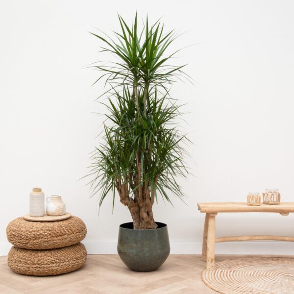 Dracaena Marginata vertakt en pot. Plante verte type Dracaena Marginata vertakt, livrée en pot, idéale pour intérieur lumineux. – Image 2