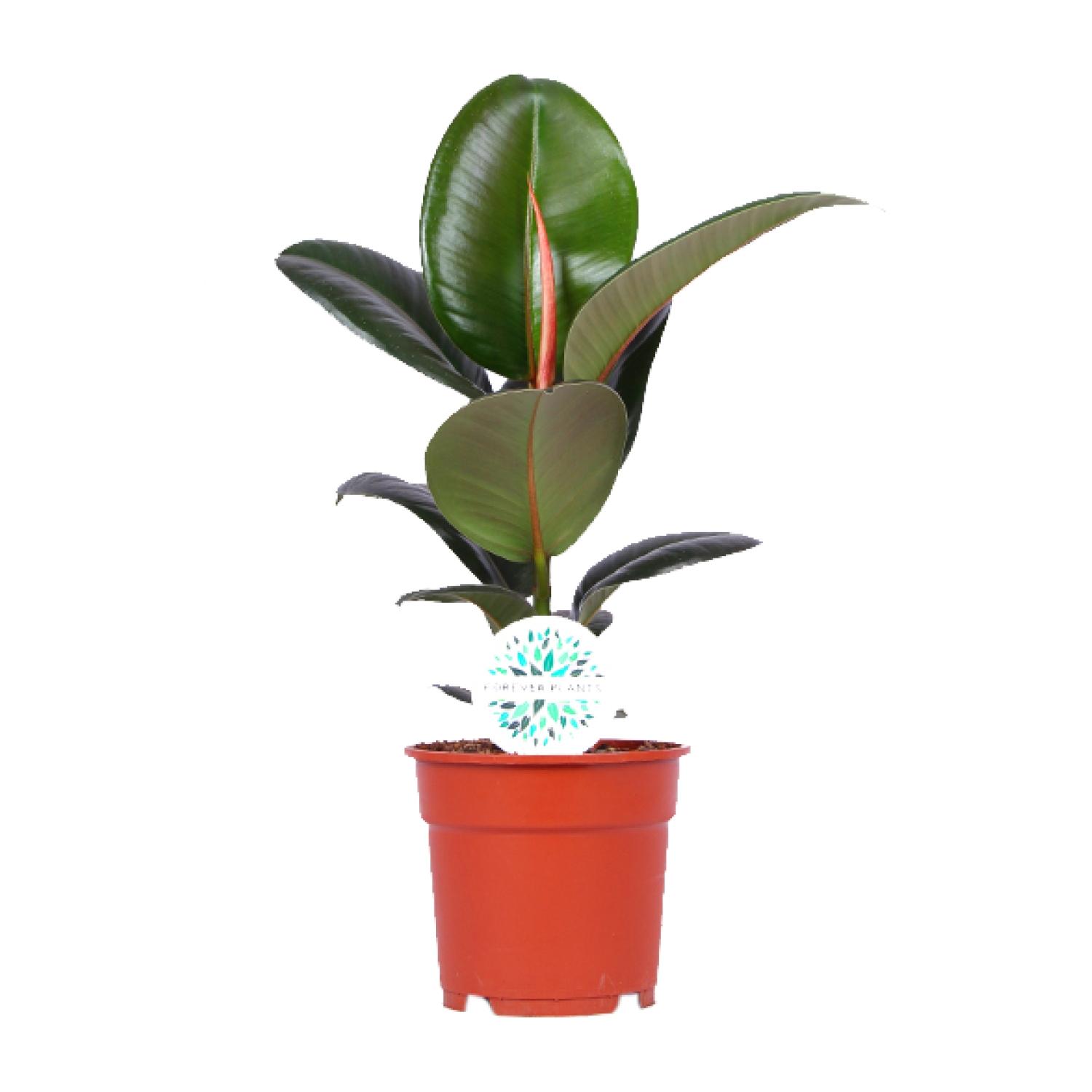Ficus Elastica Robusta en pot Ø17cm  Hauteur 55cm. Plante verte type Ficus Elastica Robusta, livrée en pot, idéale pour intérieur lumineux.