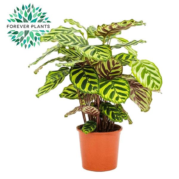Calathea Makoyana en pot Ø17cm  Hauteur 55cm. Plante verte type Calathea Makoyana, livrée en pot, idéale pour intérieur lumineux.