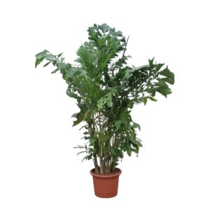 Caryota Mitis en pot Ø45cm. Plante verte type Caryota Mitis, livrée en pot, idéale pour intérieur lumineux.