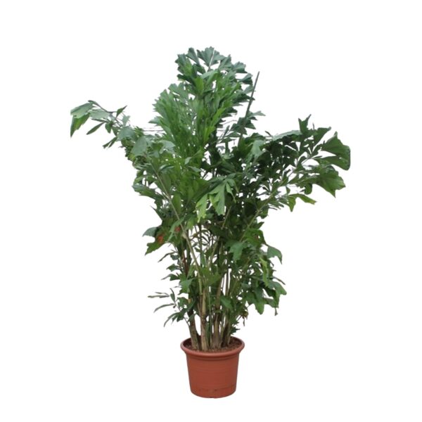 Caryota Mitis en pot Ø45cm. Plante verte type Caryota Mitis, livrée en pot, idéale pour intérieur lumineux.