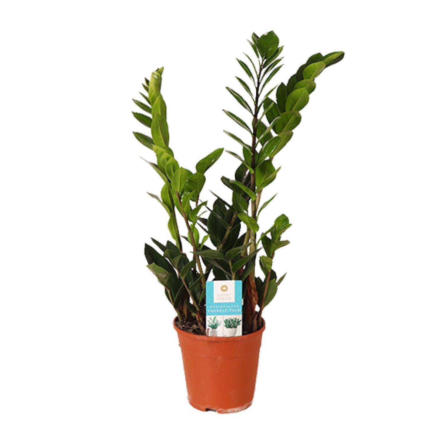 Zamioculcas Zamiifolia en pot Ø14cm  Hauteur 45cm. Plante verte type Zamioculcas Zamiifolia, livrée en pot, idéale pour intérieur lumineux.