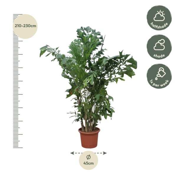 Caryota Mitis en pot Ø45cm. Plante verte type Caryota Mitis, livrée en pot, idéale pour intérieur lumineux. – Image 2