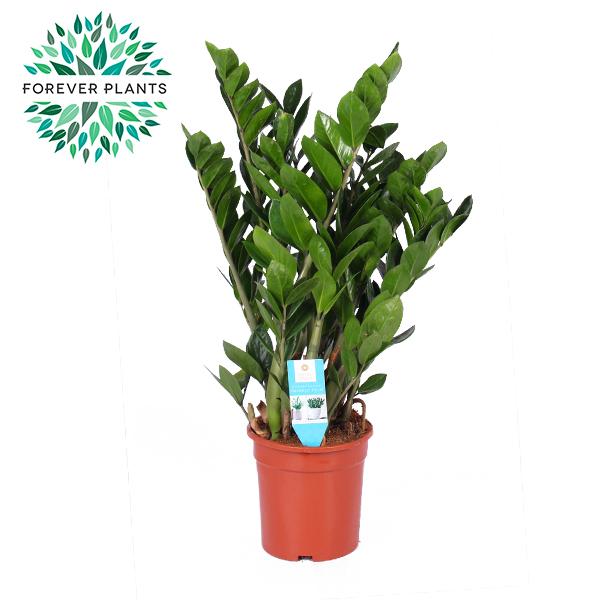 Zamioculcas Zamiifolia en pot Ø21cm  Hauteur 95cm. Plante verte type Zamioculcas Zamiifolia, livrée en pot, idéale pour intérieur lumineux.