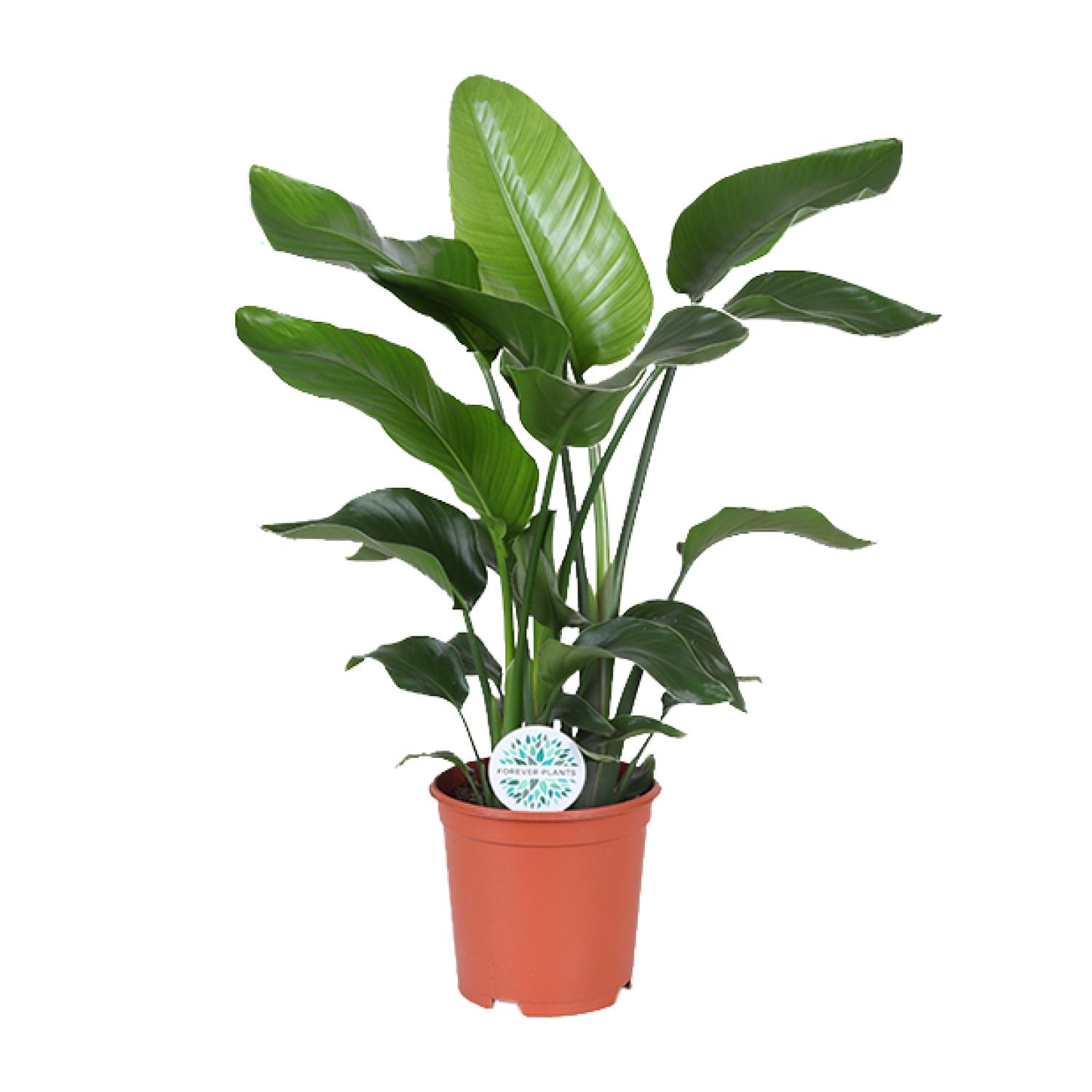 Strelitzia Nicolai en pot Ø21cm  Hauteur 80cm. Plante verte type Strelitzia Nicolai, livrée en pot, idéale pour intérieur lumineux.