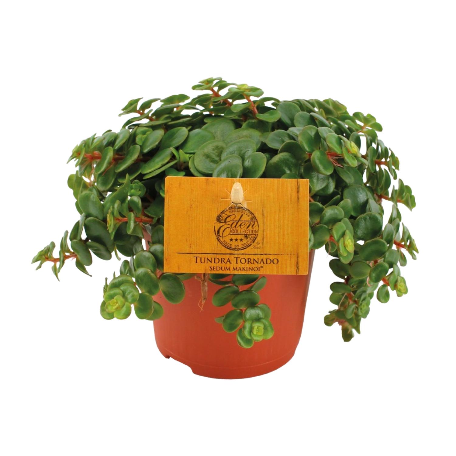 Sedum Tornado en pot Ø11cm  Hauteur 15cm. Plante verte type Sedum Tornado, livrée en pot, idéale pour intérieur lumineux.