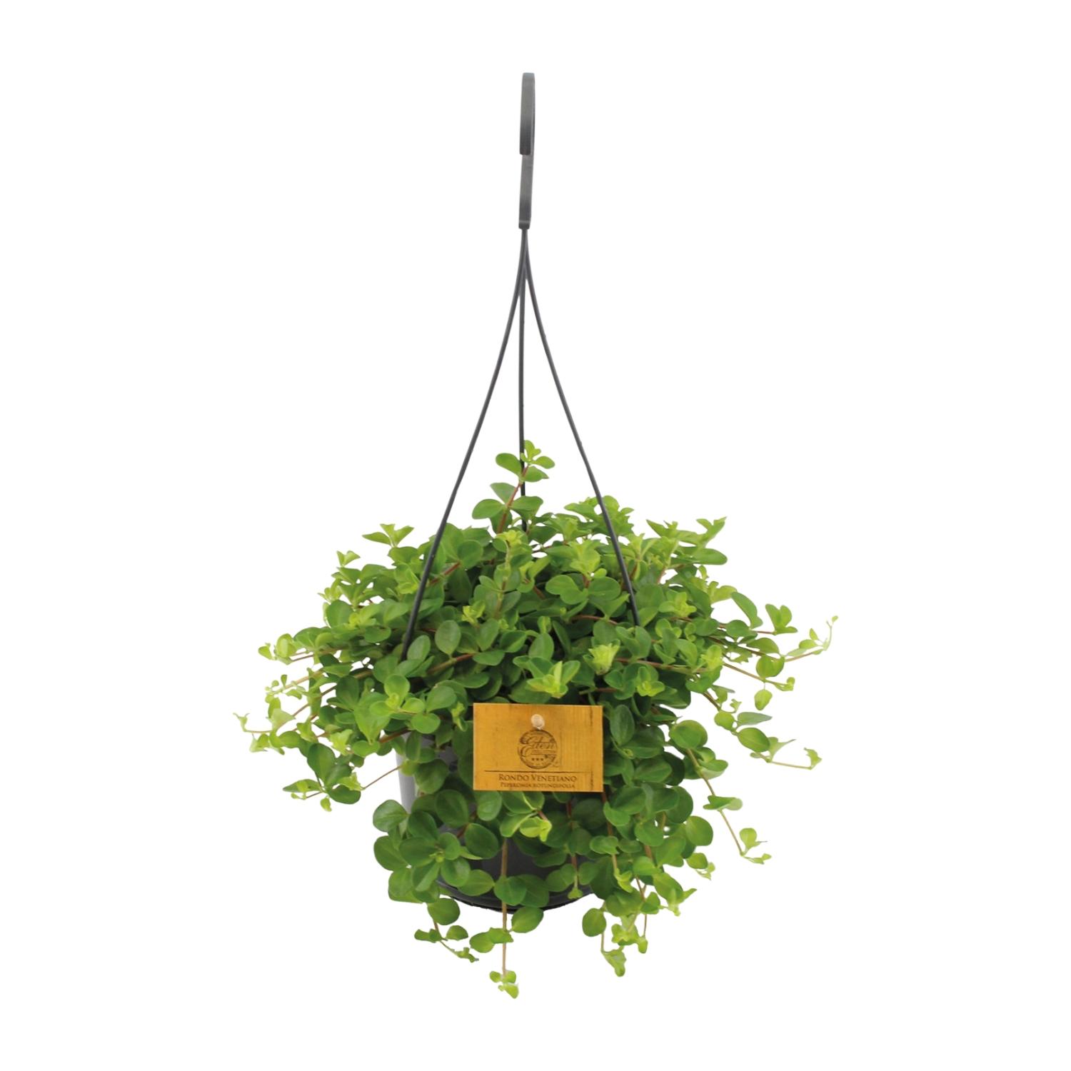 Peperomia Rotundifolia en pot Ø15cm  Hauteur 25cm. Plante verte type Peperomia Rotundifolia, livrée en pot, idéale pour intérieur lumineux.
