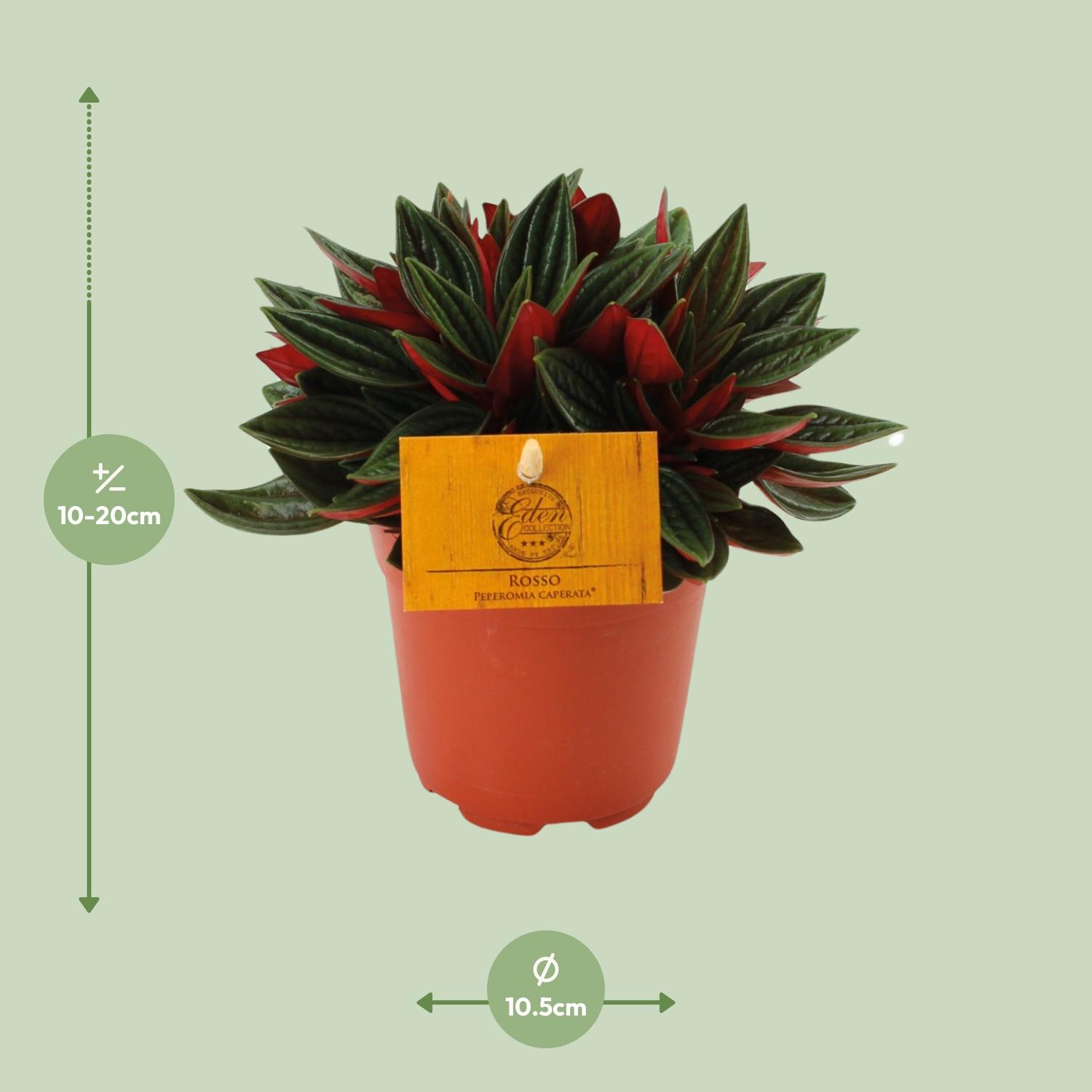 Peperomia Caperata Rosso en pot Ø11cm  Hauteur 15cm. Plante verte type Peperomia Caperata Rosso, livrée en pot, idéale pour intérieur lumineux. – Image 2