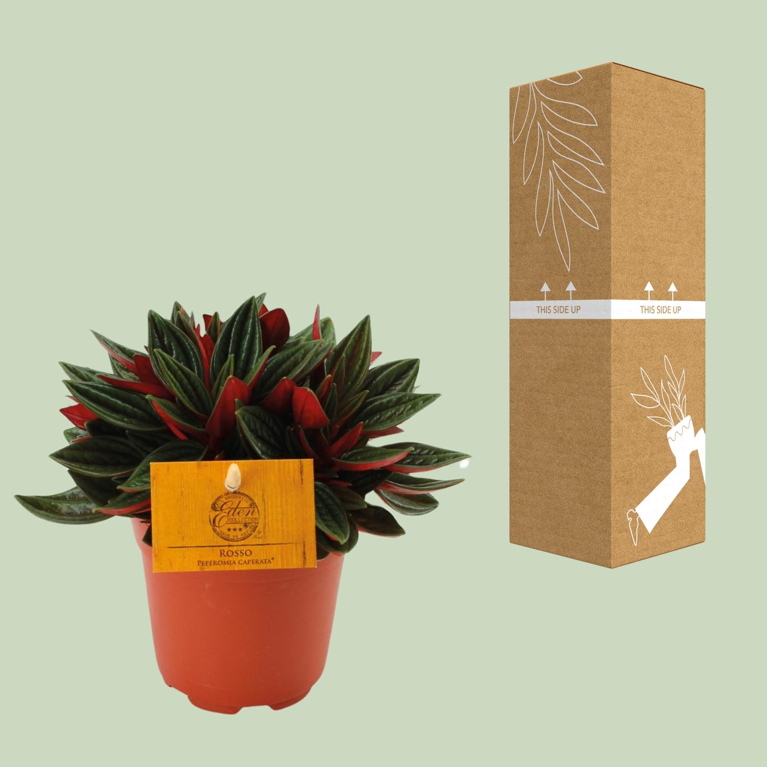 Peperomia Caperata Rosso en pot Ø11cm  Hauteur 15cm. Plante verte type Peperomia Caperata Rosso, livrée en pot, idéale pour intérieur lumineux. – Image 3