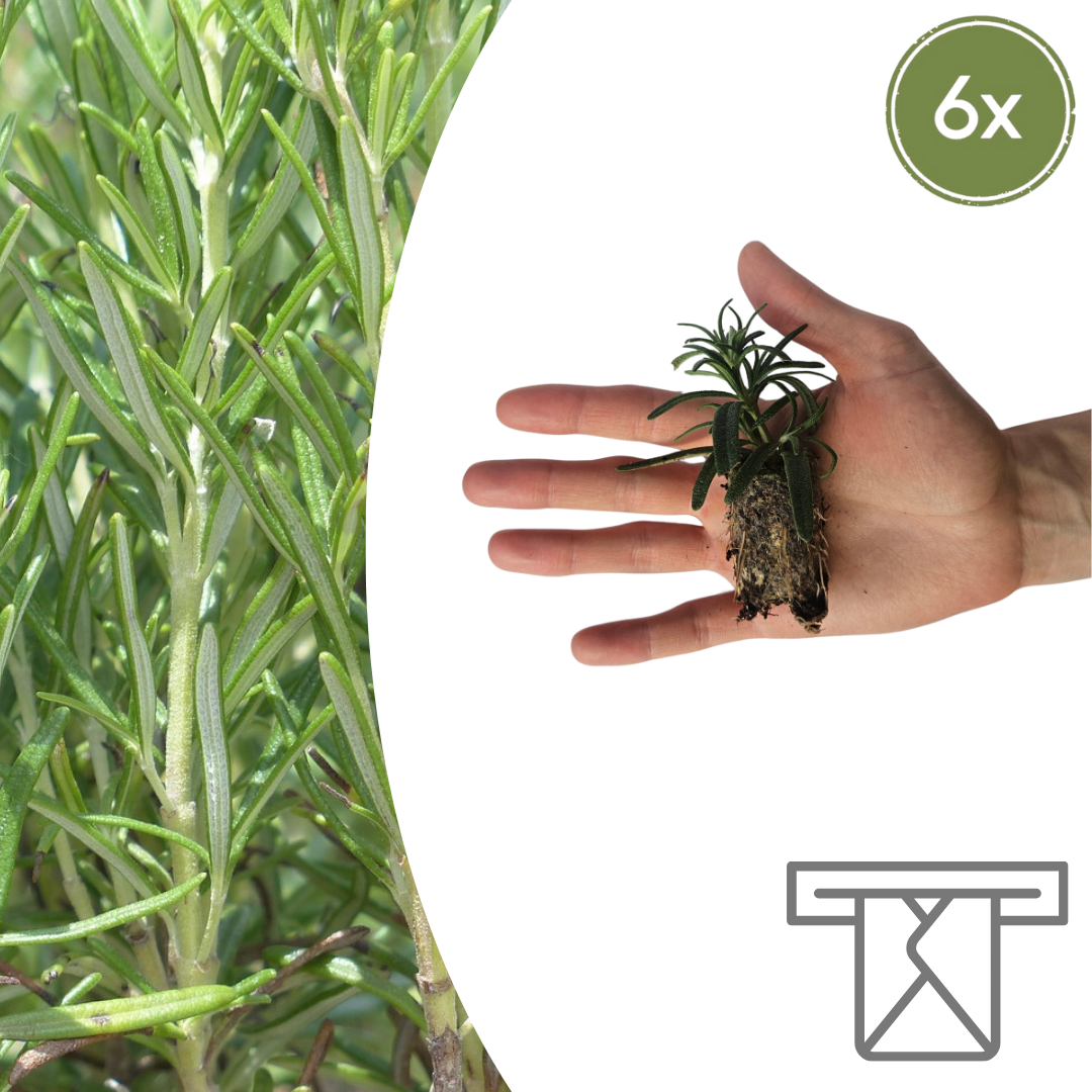 Rosmarinus  6 Pluggen | Kweek & Geniet van Geurende Rozemarijn en pot. Plante verte type Rosmarinus  6 Pluggen | Kweek & Geniet van Geurende Rozemarijn, livrée en pot, idéale pour intérieur lumineux.