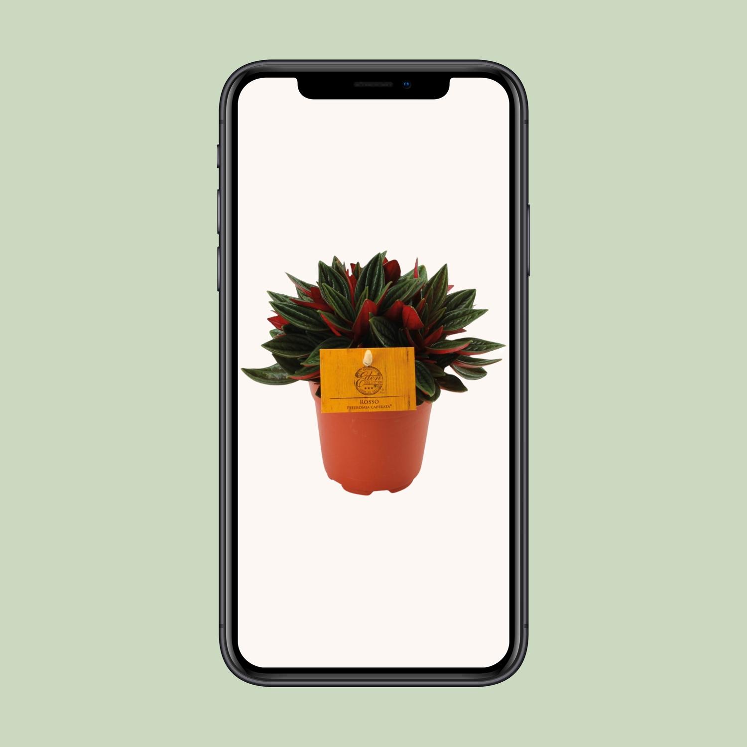Peperomia Caperata Rosso en pot Ø11cm  Hauteur 15cm. Plante verte type Peperomia Caperata Rosso, livrée en pot, idéale pour intérieur lumineux. – Image 4