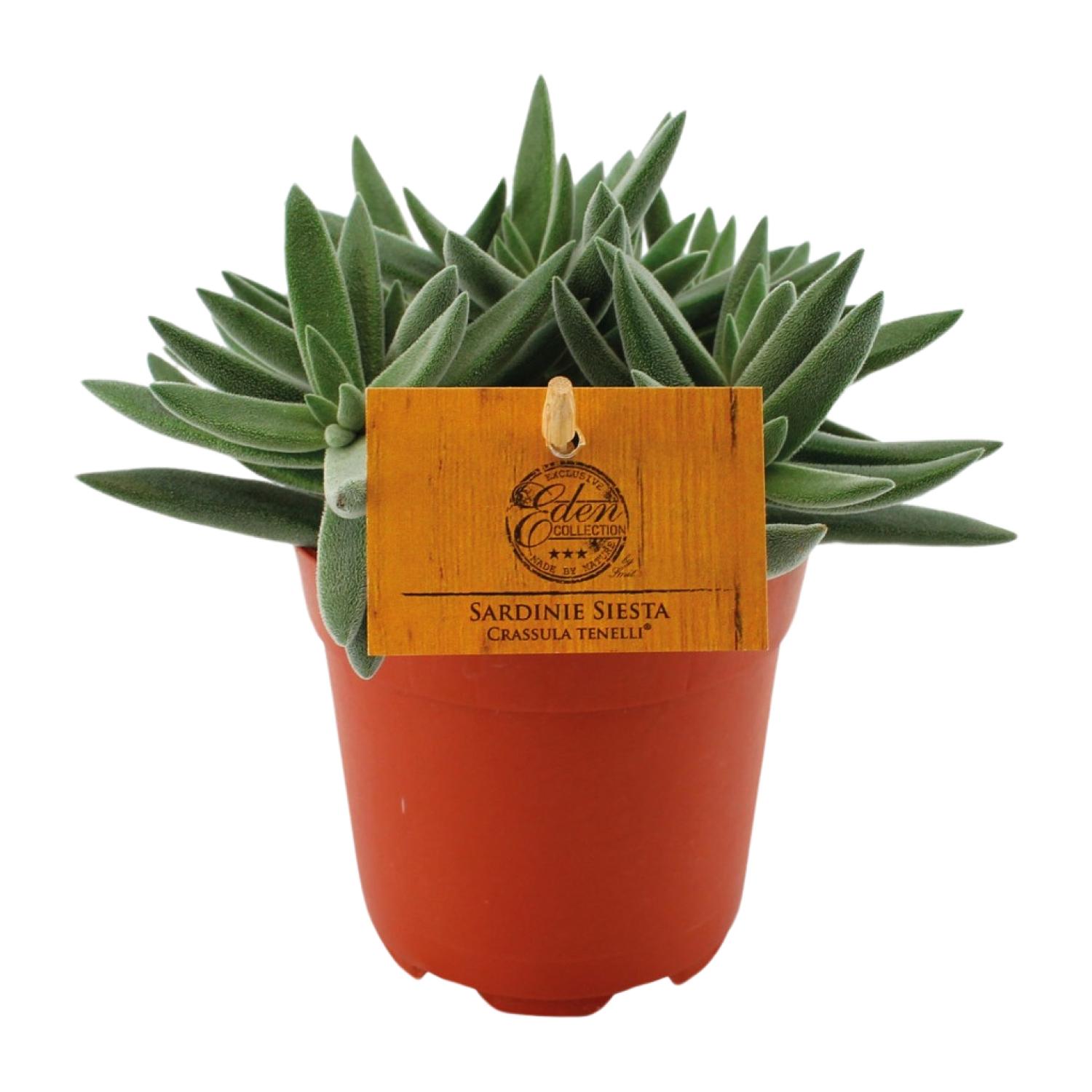 Crassula Tenelli en pot Ø11cm  Hauteur 15cm. Plante verte type Crassula Tenelli, livrée en pot, idéale pour intérieur lumineux.