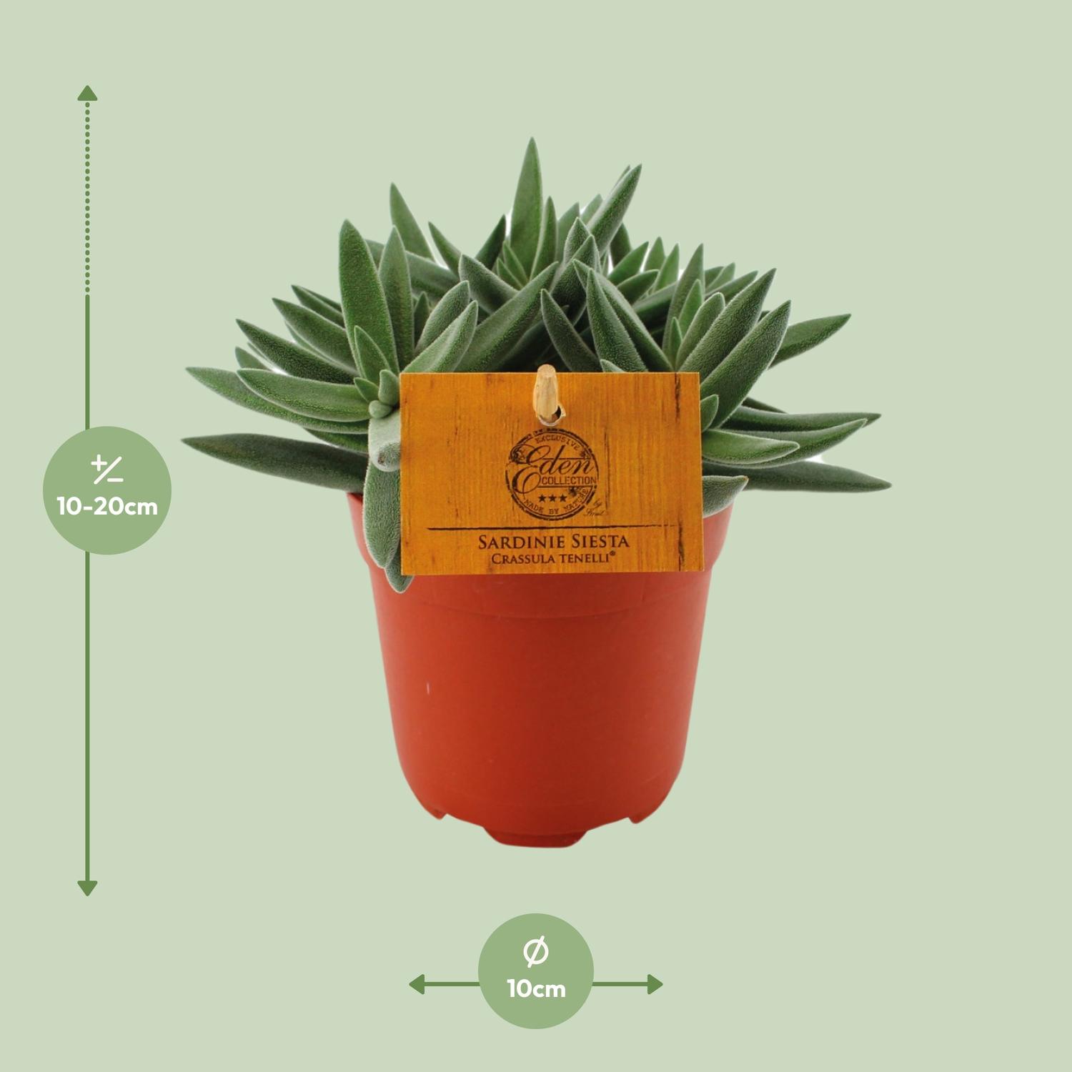 Crassula Tenelli en pot Ø11cm  Hauteur 15cm. Plante verte type Crassula Tenelli, livrée en pot, idéale pour intérieur lumineux. – Image 2