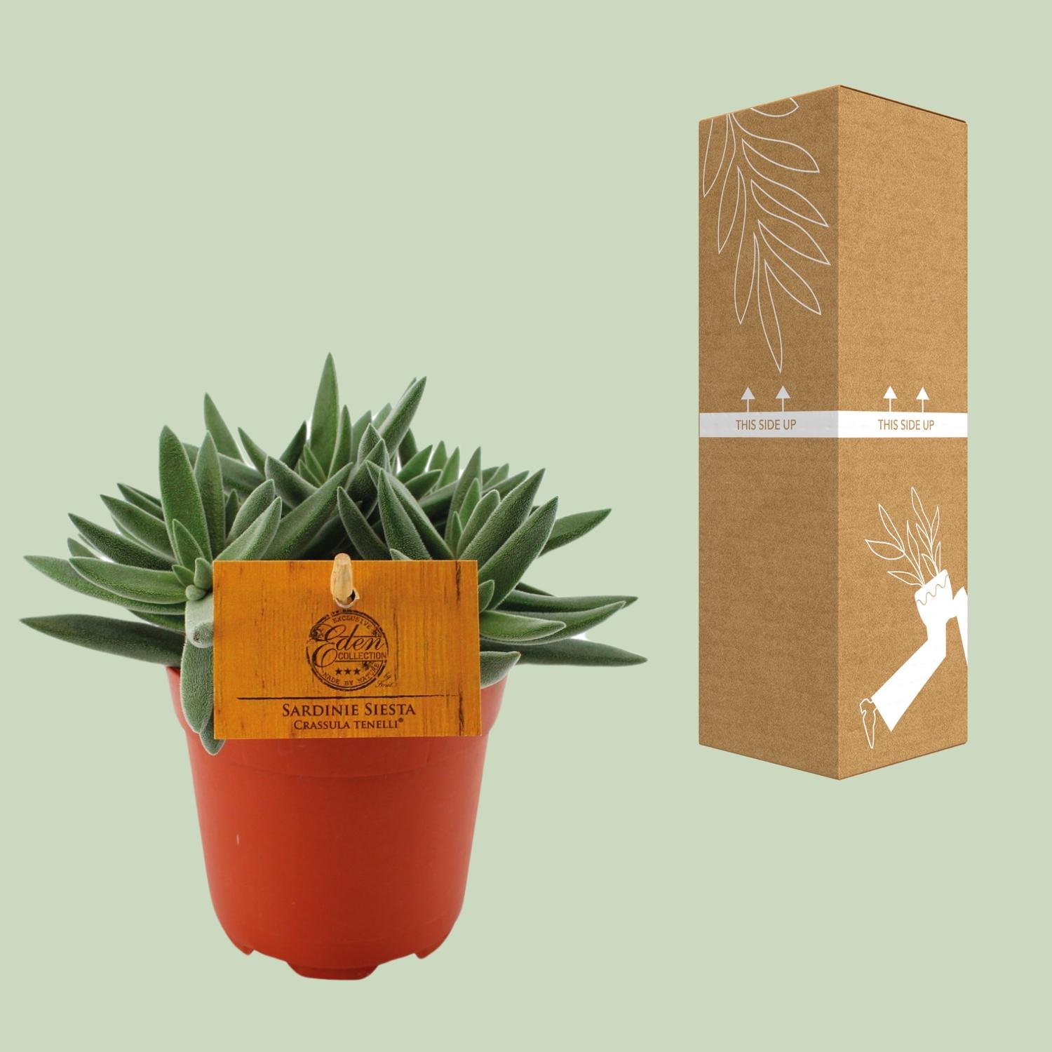 Crassula Tenelli en pot Ø11cm  Hauteur 15cm. Plante verte type Crassula Tenelli, livrée en pot, idéale pour intérieur lumineux. – Image 3