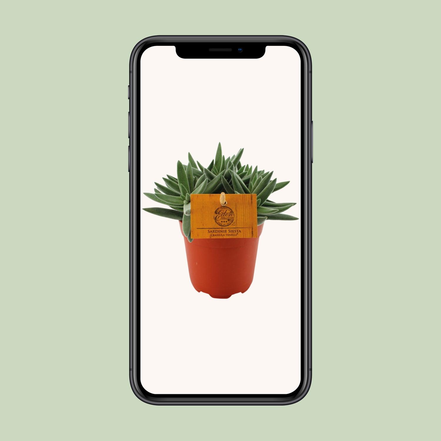 Crassula Tenelli en pot Ø11cm  Hauteur 15cm. Plante verte type Crassula Tenelli, livrée en pot, idéale pour intérieur lumineux. – Image 4