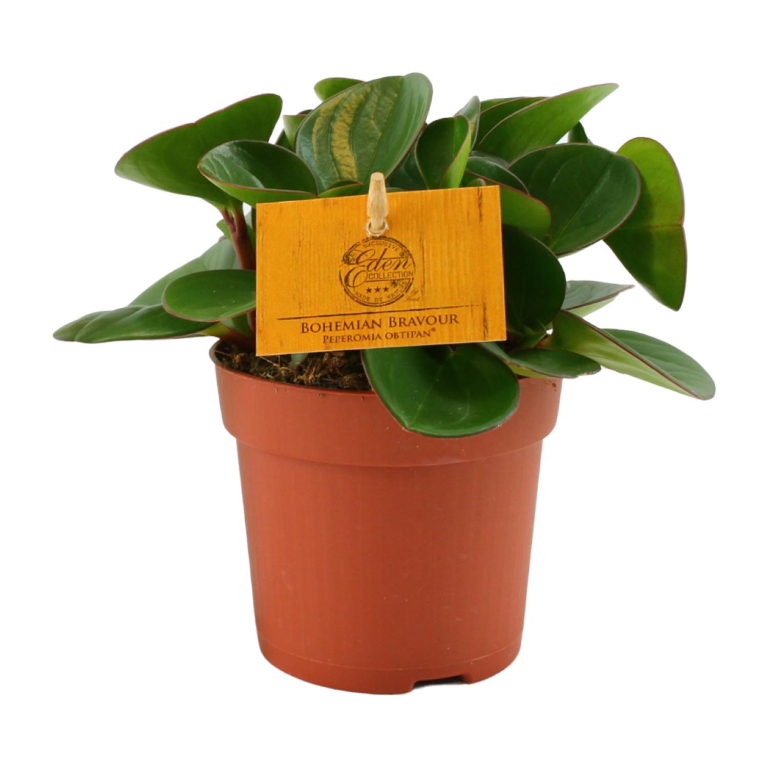 Peperomia Obtipan en pot Ø11cm  Hauteur 15cm. Plante verte type Peperomia Obtipan, livrée en pot, idéale pour intérieur lumineux.