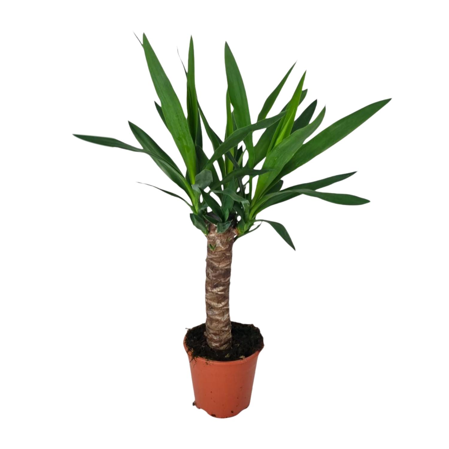 Yucca en pot Ø14cm  Hauteur 60cm. Plante verte type Yucca, livrée en pot, idéale pour intérieur lumineux.