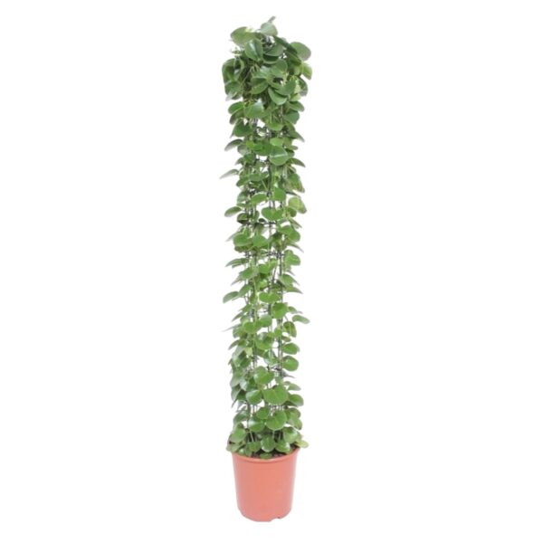 Cissus rotundifolia gaasrek en pot Ø27cm. Plante verte type Cissus rotundifolia gaasrek, livrée en pot, idéale pour intérieur lumineux.
