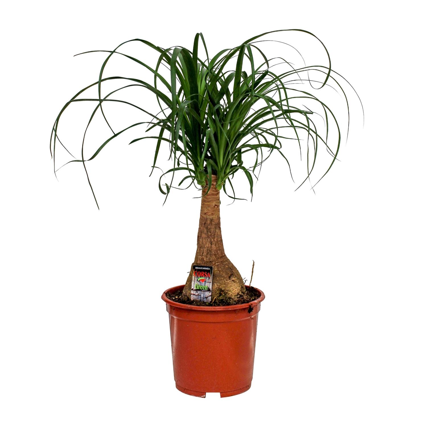 Beaucarnea Nolina en pot Ø19cm  Hauteur 60cm. Plante verte type Beaucarnea Nolina, livrée en pot, idéale pour intérieur lumineux.